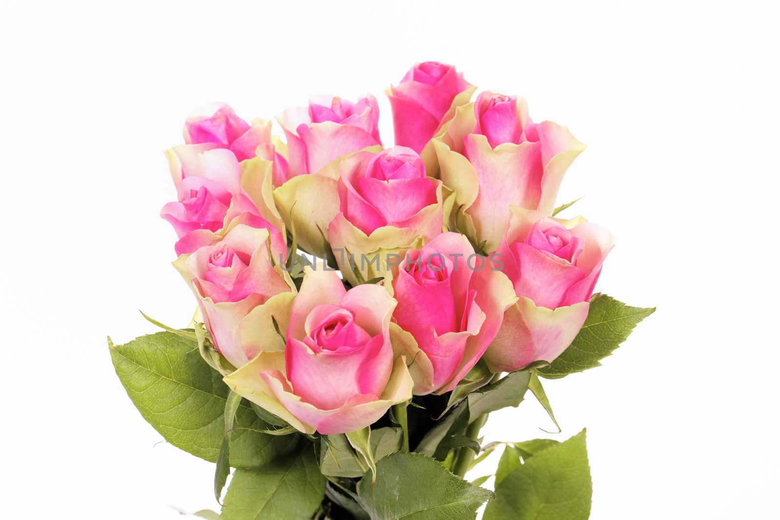 bouquet of pink roses isolated on white 