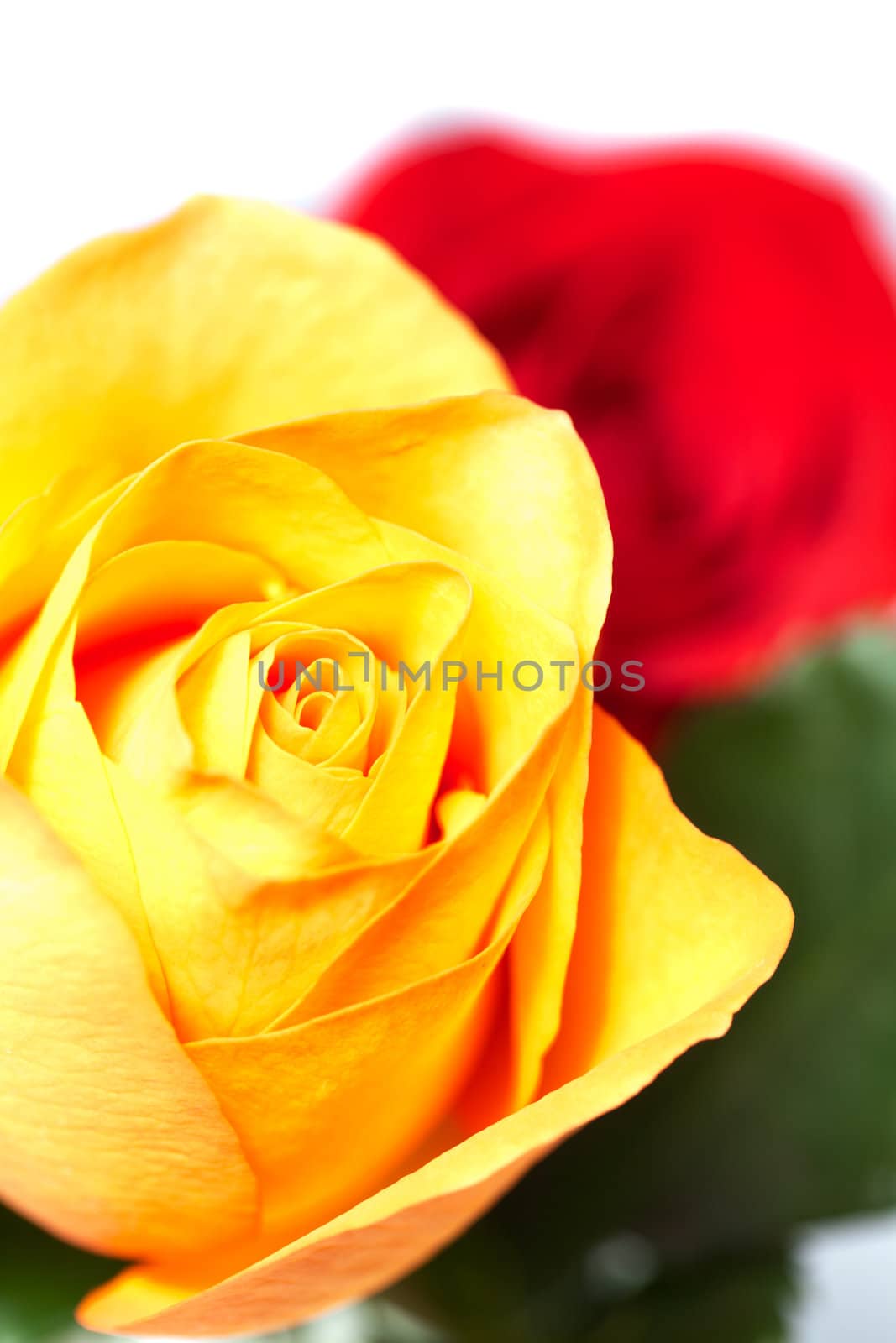 bouquet of colorful roses isolated on white by jannyjus