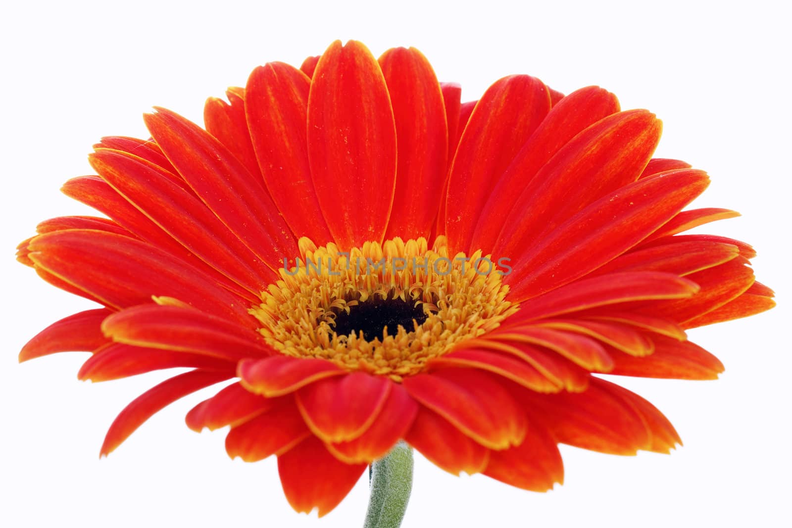 orange gerbera isolated on white in studio
