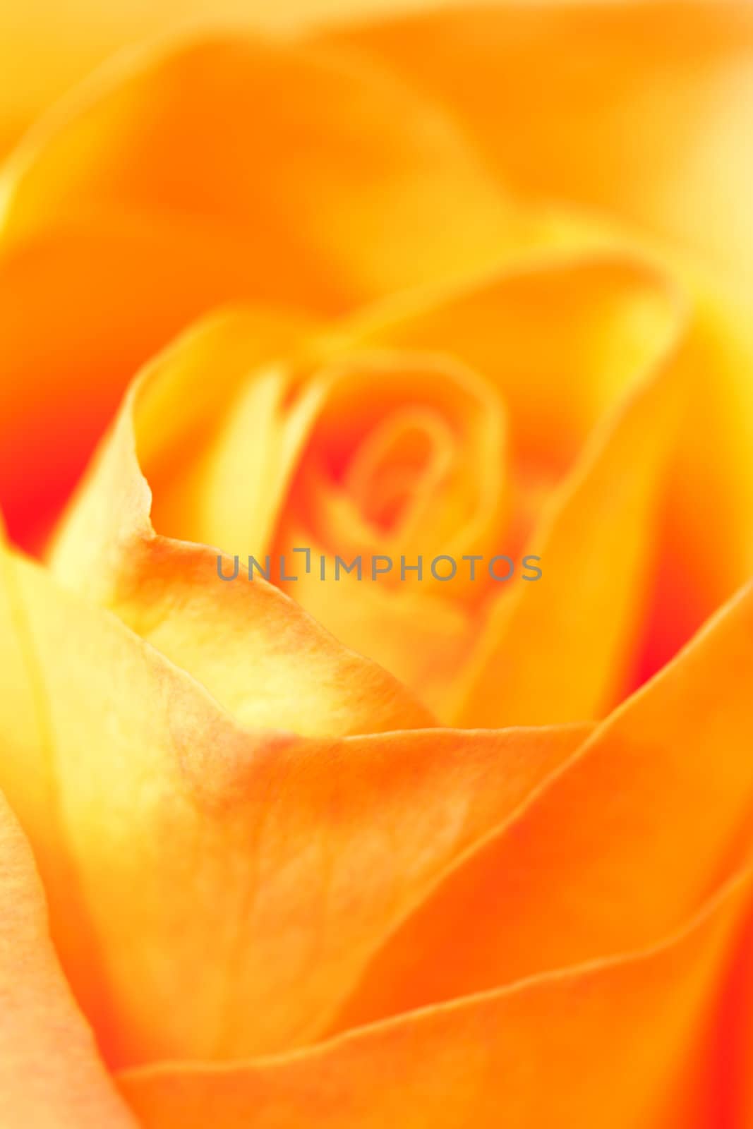 macro background of orange rose by jannyjus