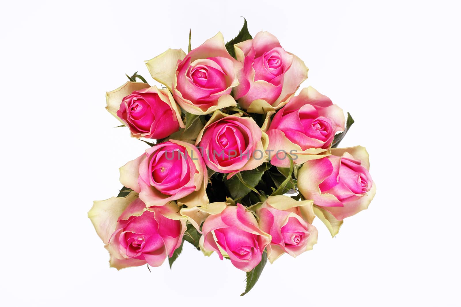 Bunch of pink roses isolated on white in studio