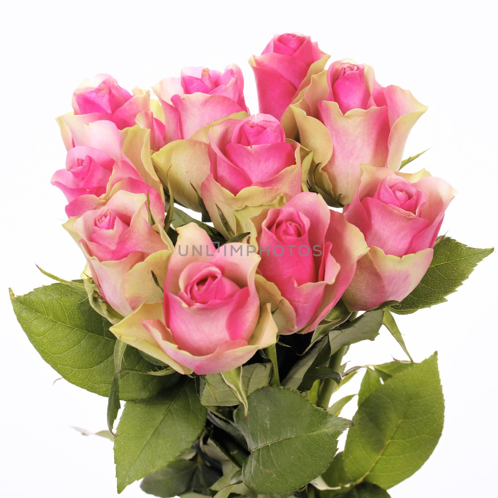 beautiful bouquet of pink roses isolated on white 