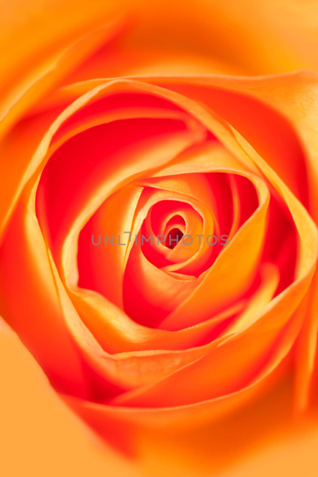macro background of orange rose