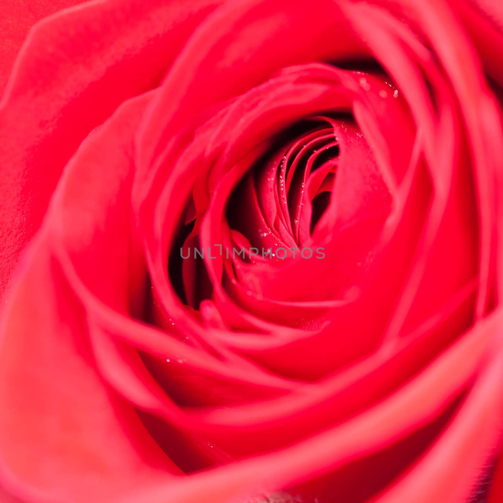 macro background of red roses