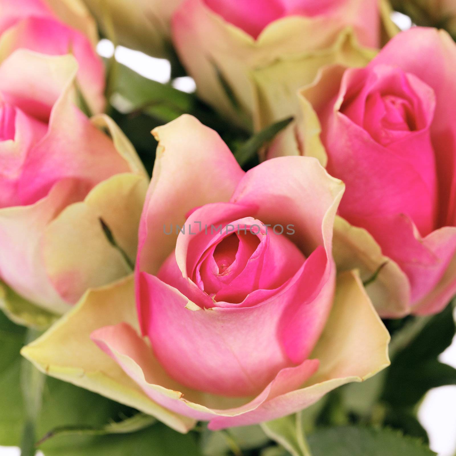 crop of bouquet of pink roses isolated on white 