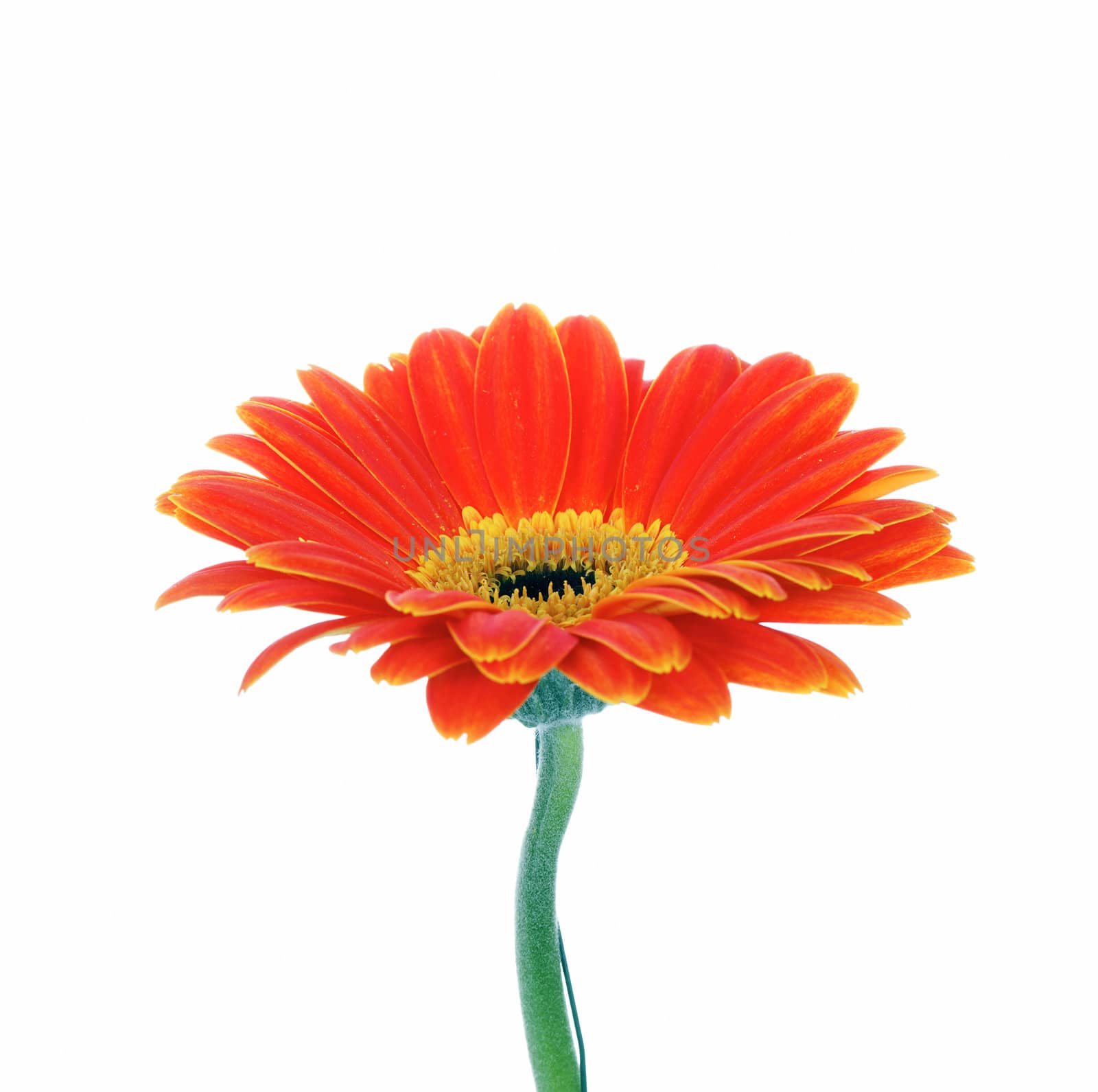 orange gerbera isolated on white background in studio