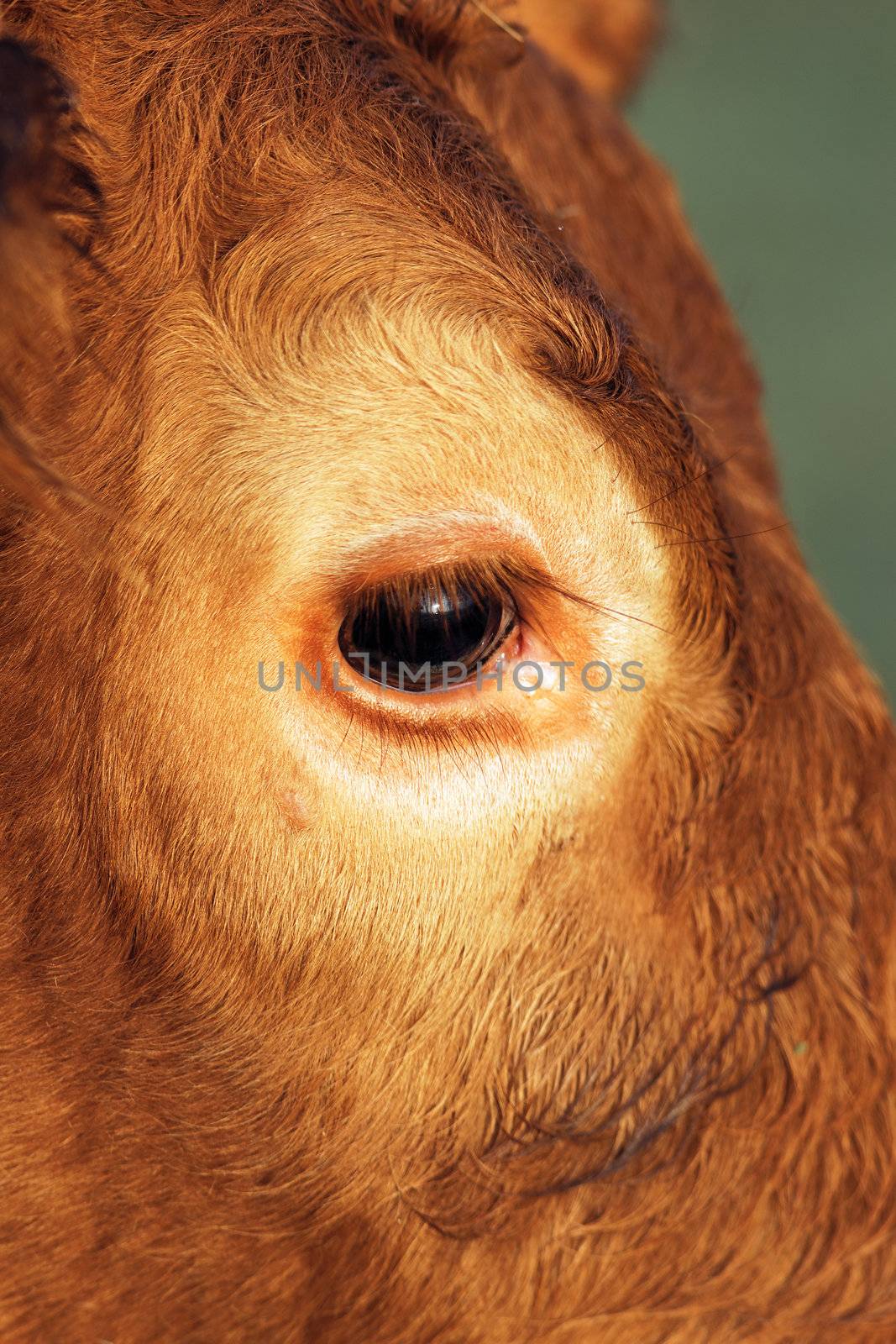 cow looking at camera, close up on eye 