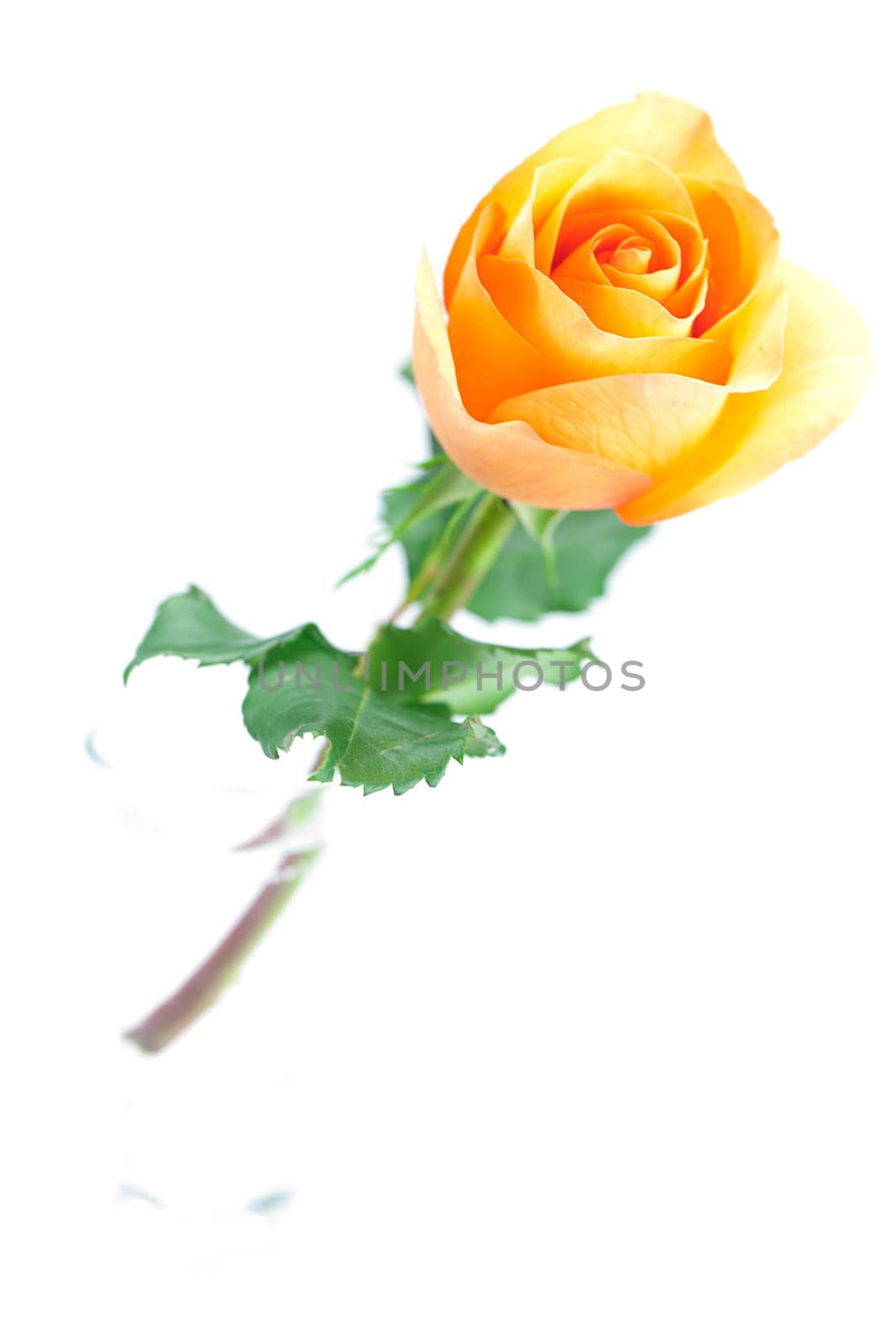 beautiful orange rose isolated on white
