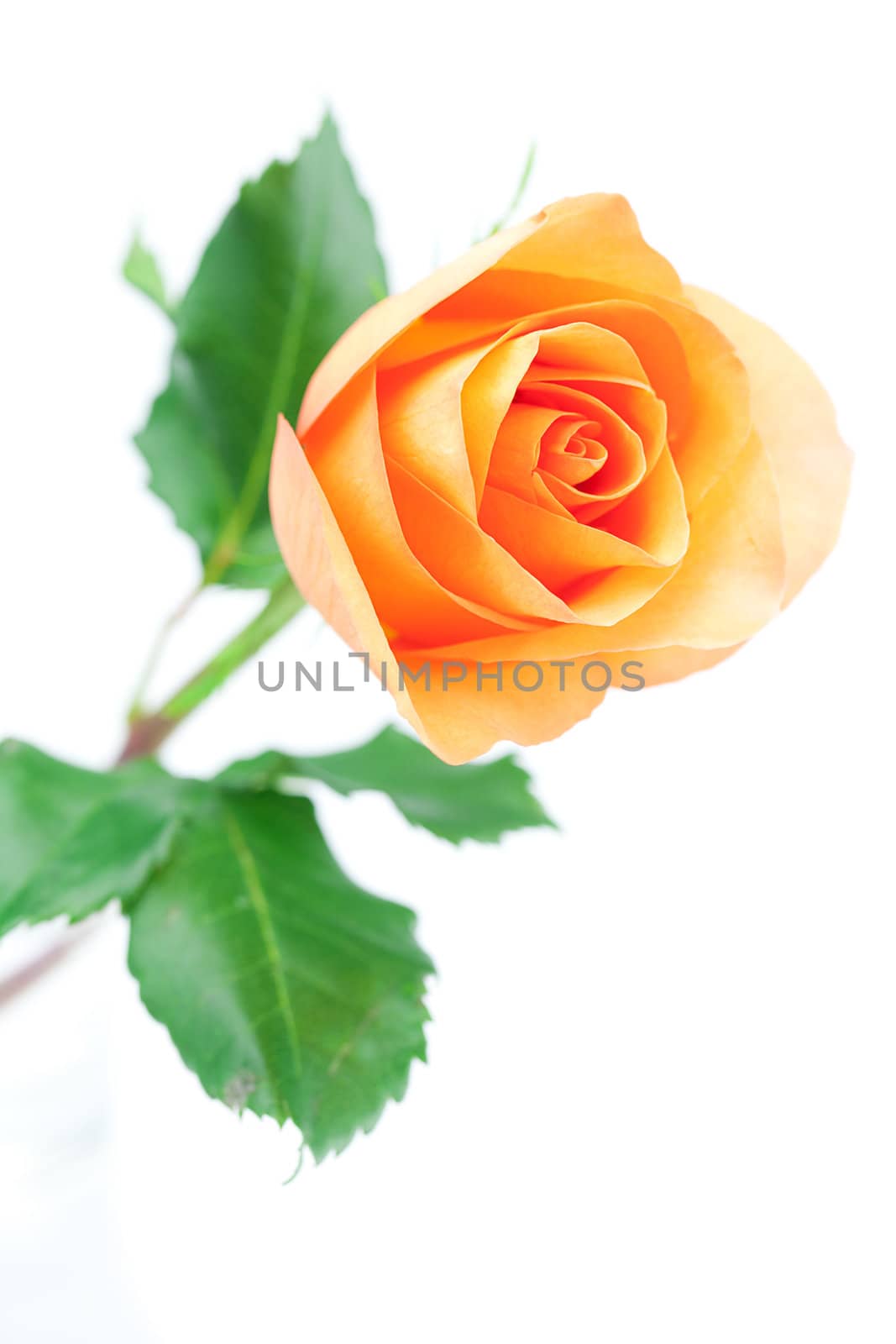 beautiful orange rose isolated on white
