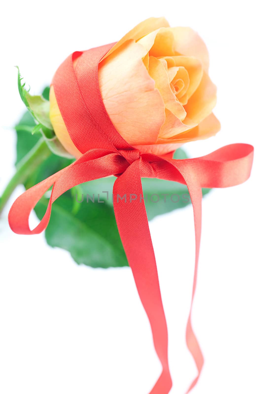 beautiful orange rosewith red ribbon isolated on white by jannyjus