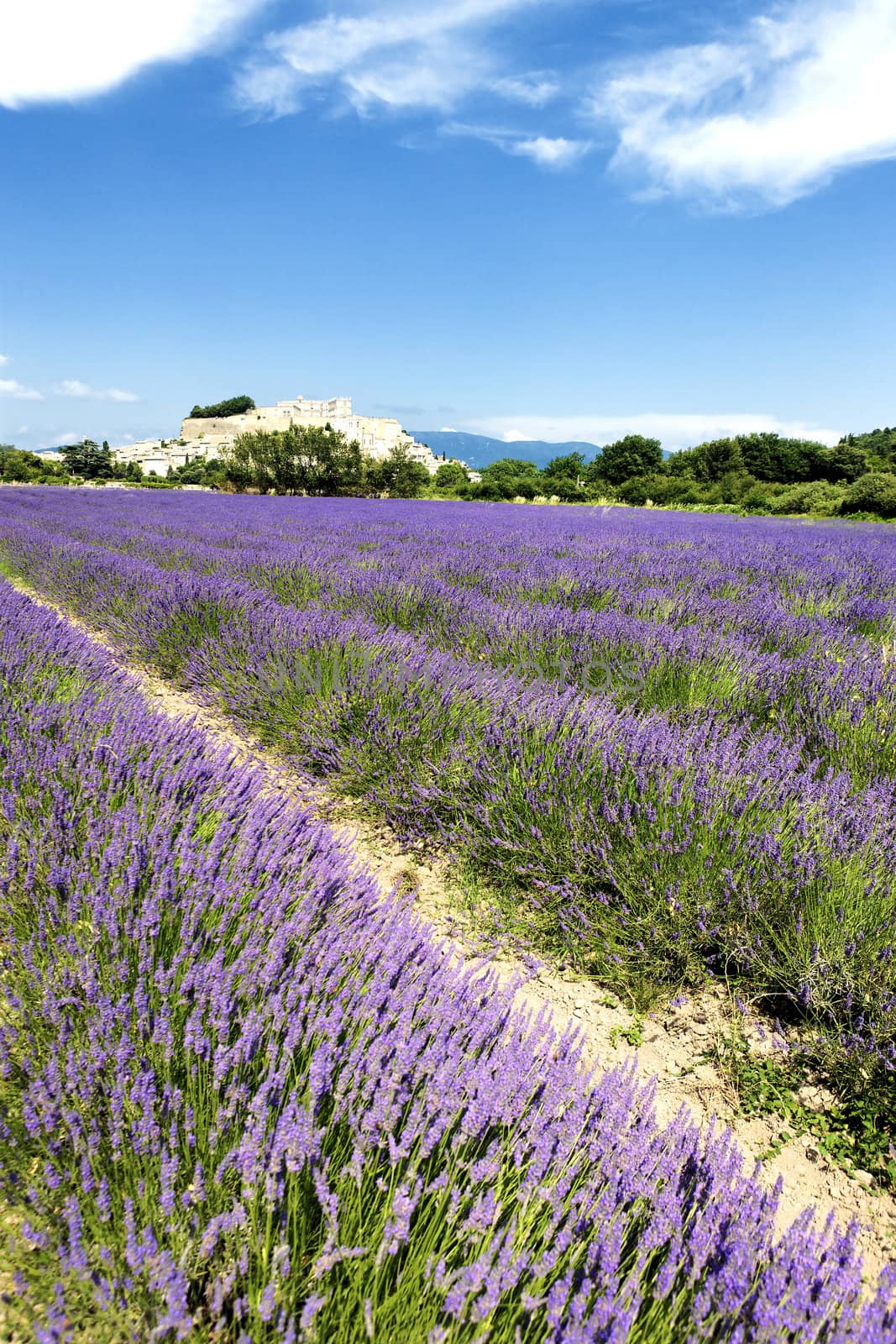lavender field and Grignan village in France