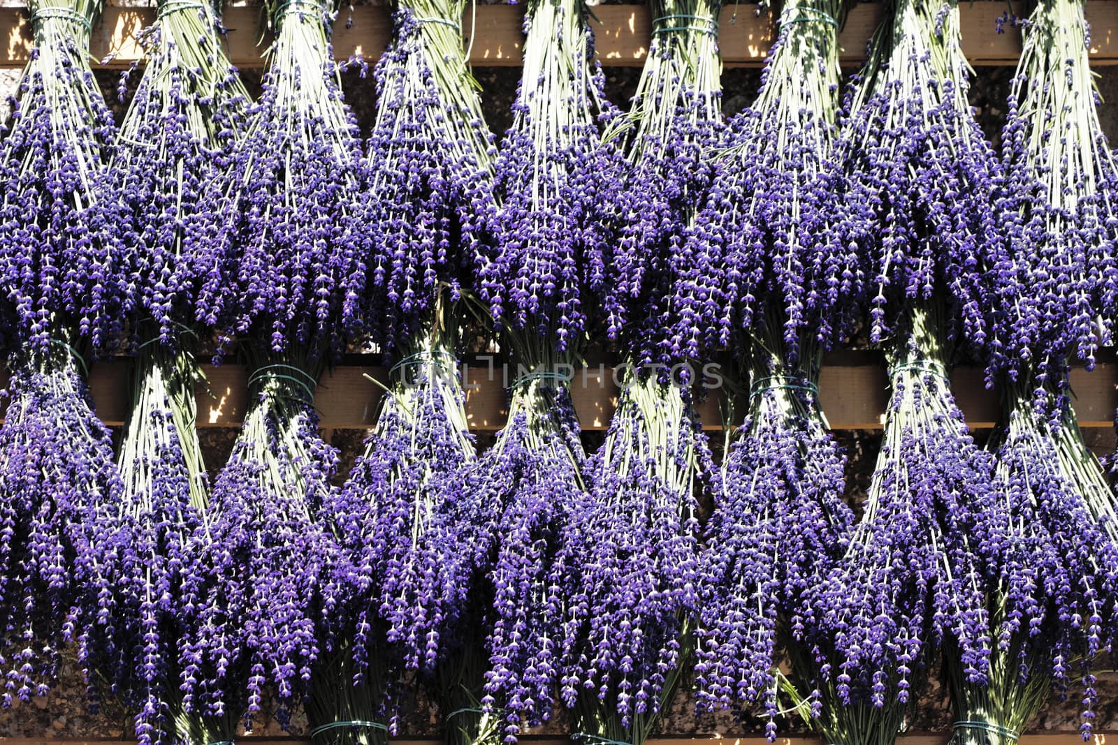 bouquet of lavender in french country in summer