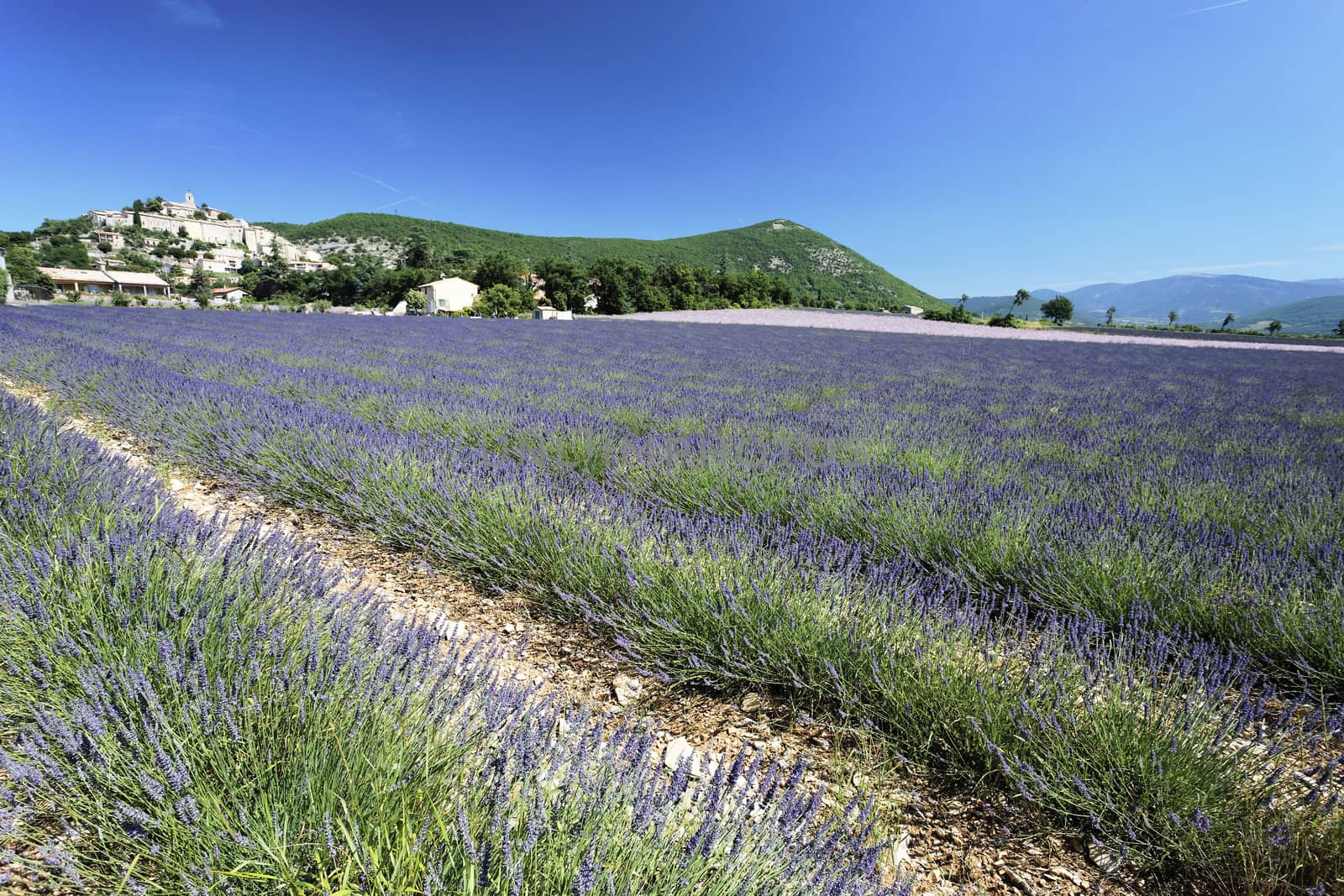 landscape with lavender field and Banon village in France