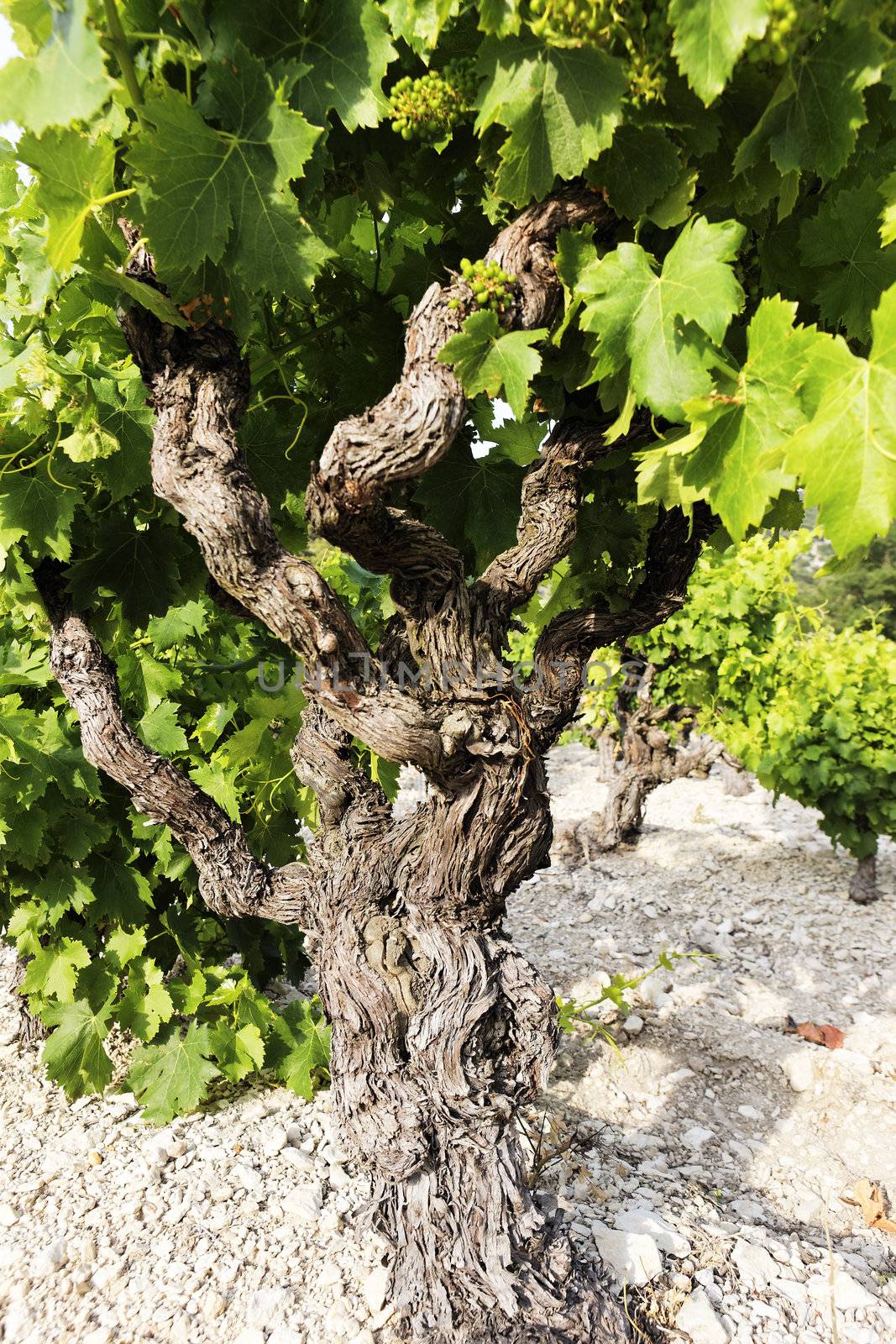 part of vine in spring in french country