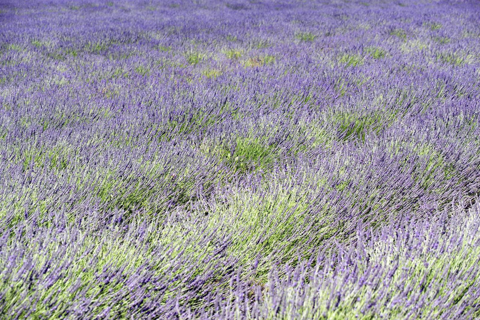 A rich lavender field in Provence, France