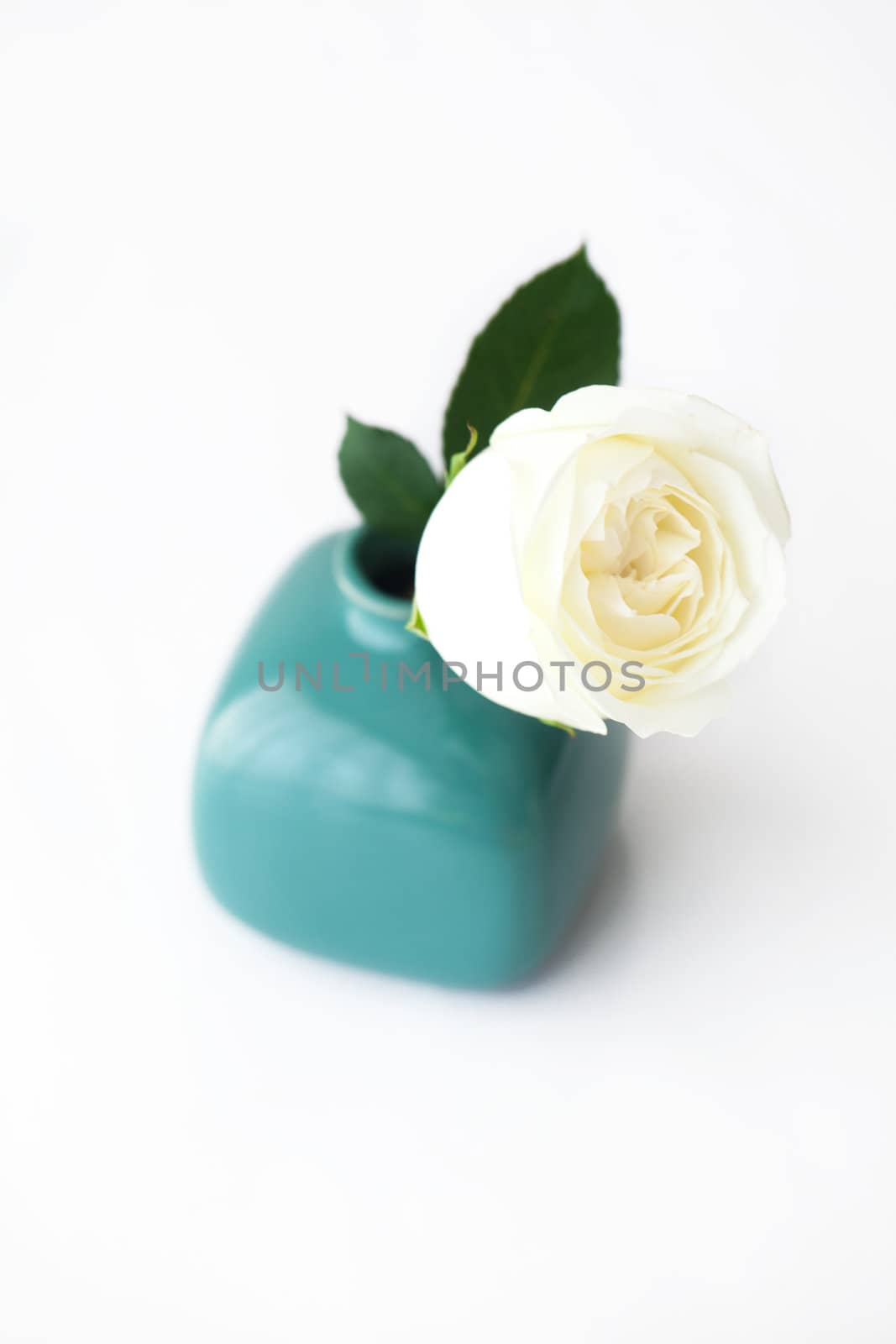 beautiful white rose in a vase