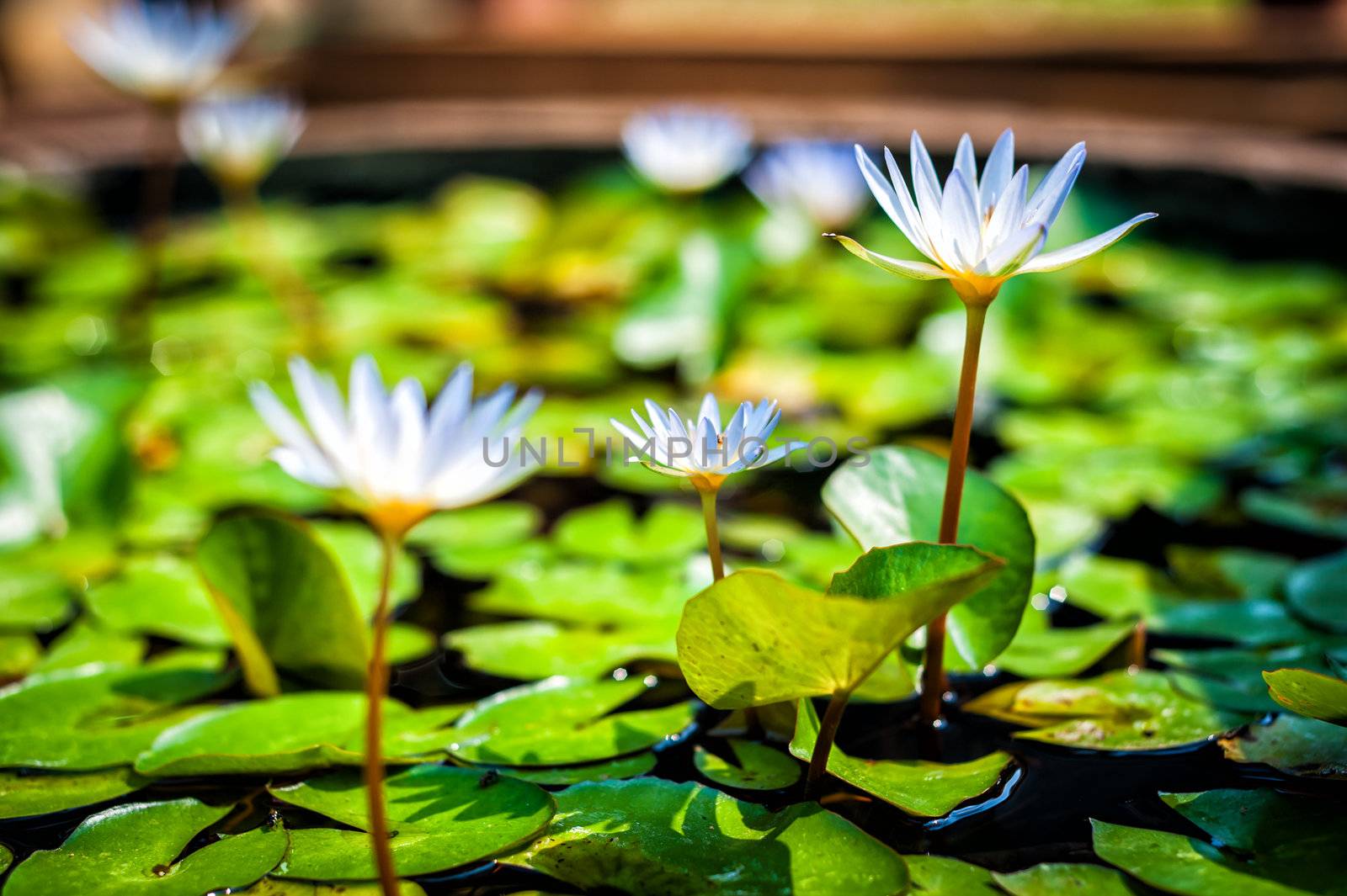 lotus in pond in day light time by moggara12