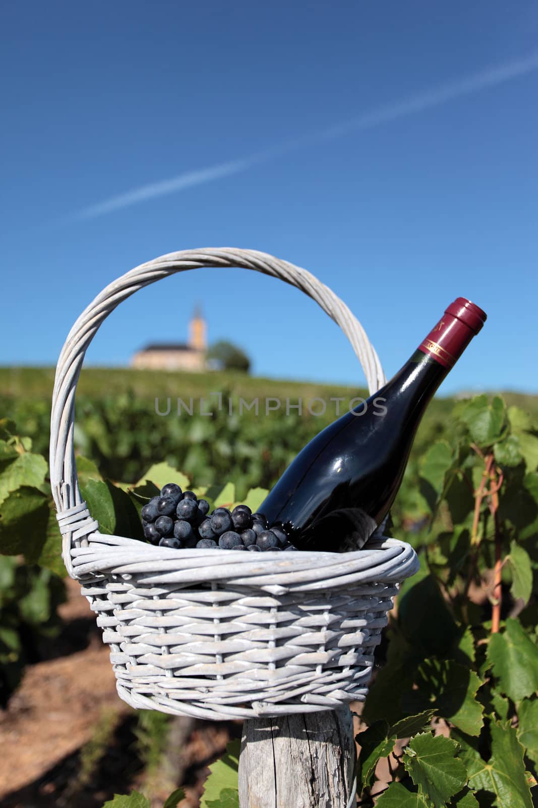 bottle of wine and grappes in basket