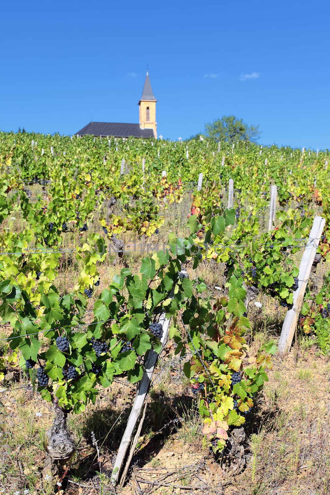 vineyard and church in french country in summer