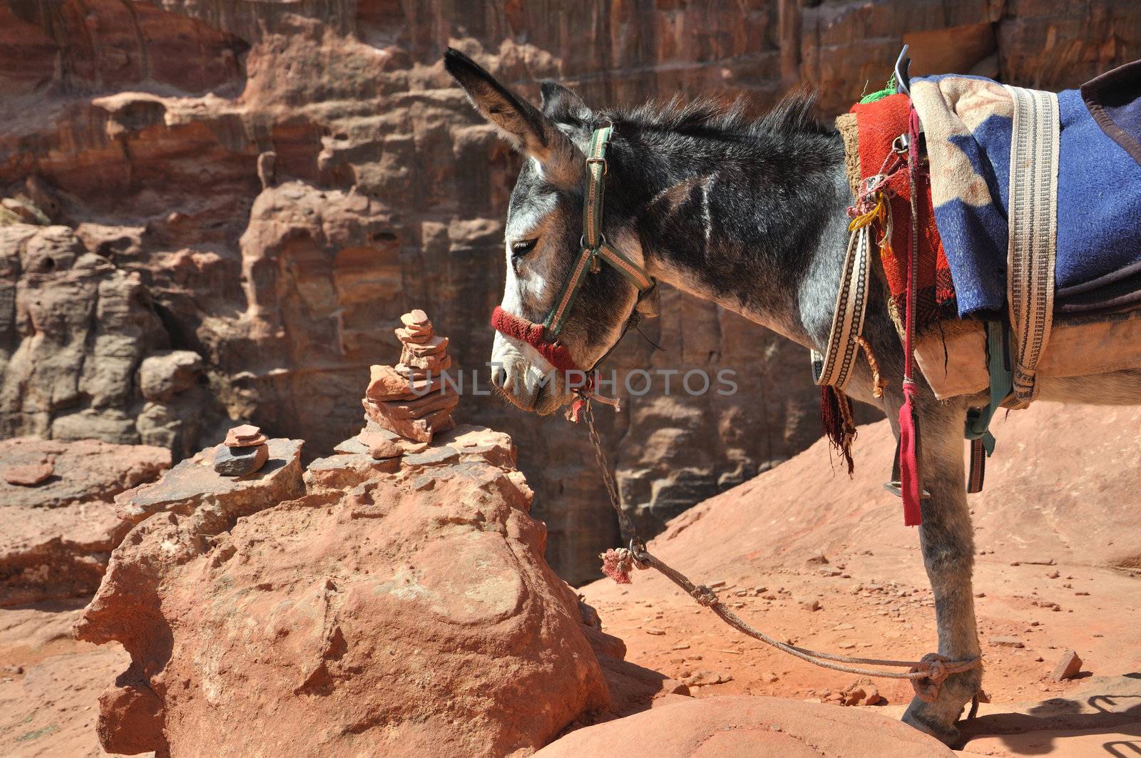 In the world are many places where you need another trasport than car - donkey. This is in archelogical site at Petra in Jordan.