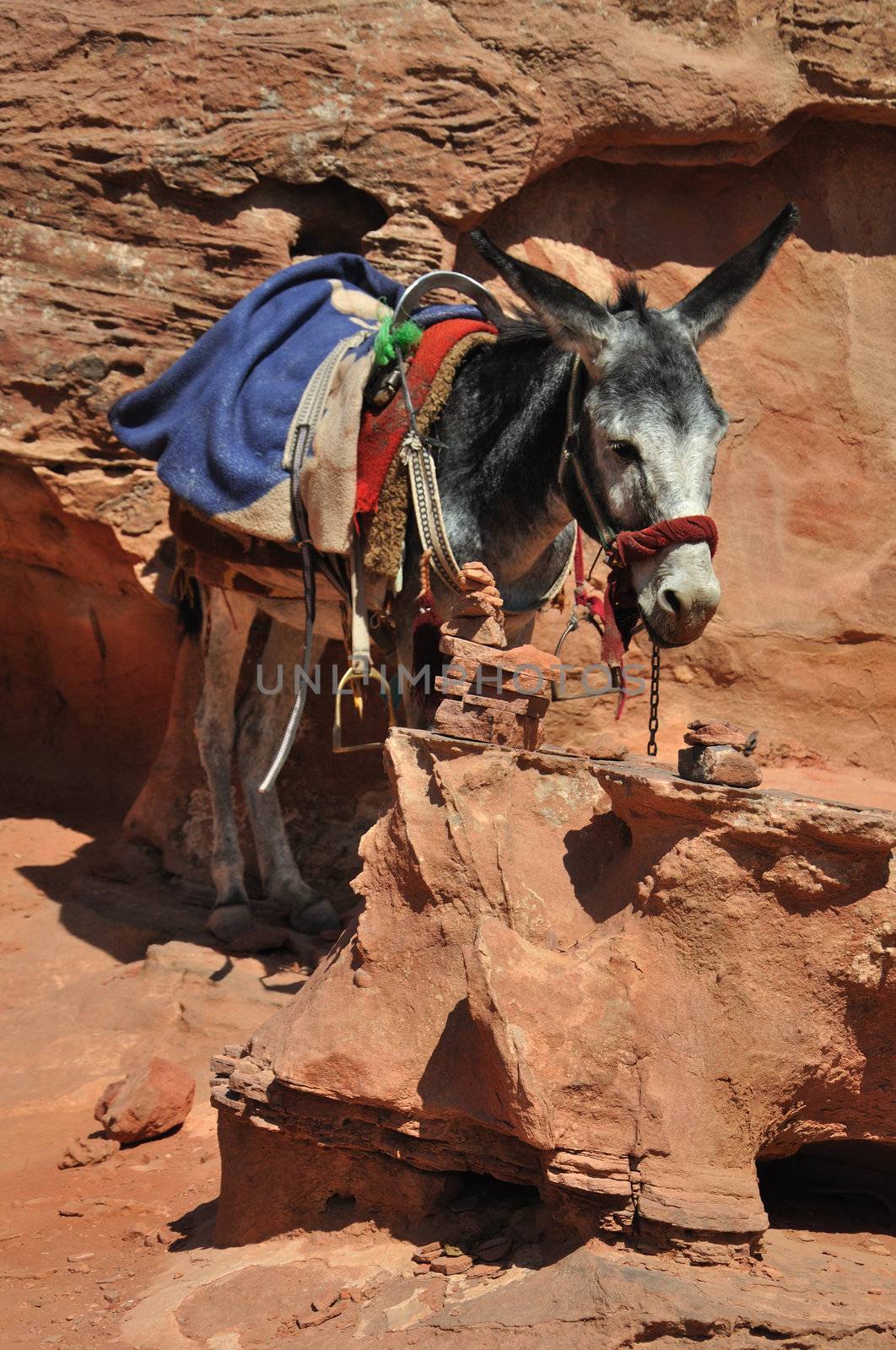 Jordanien Donkey at Petra by vyskoczilova