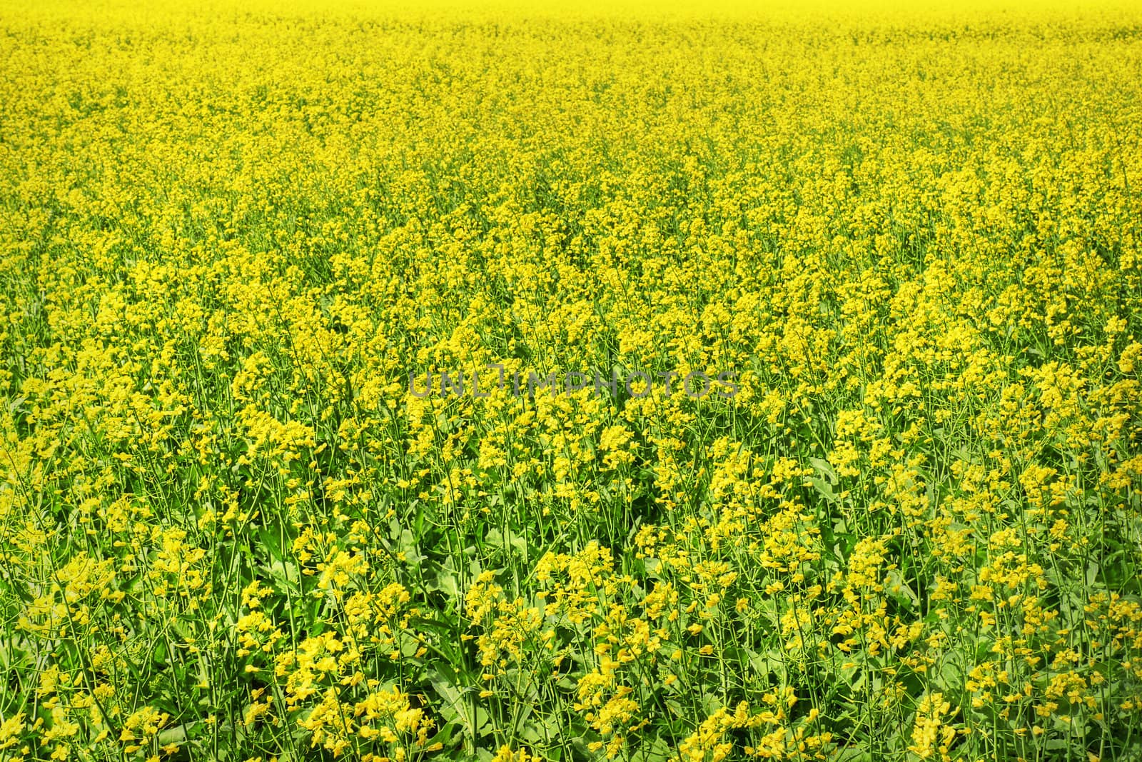 Canola field background by Mirage3