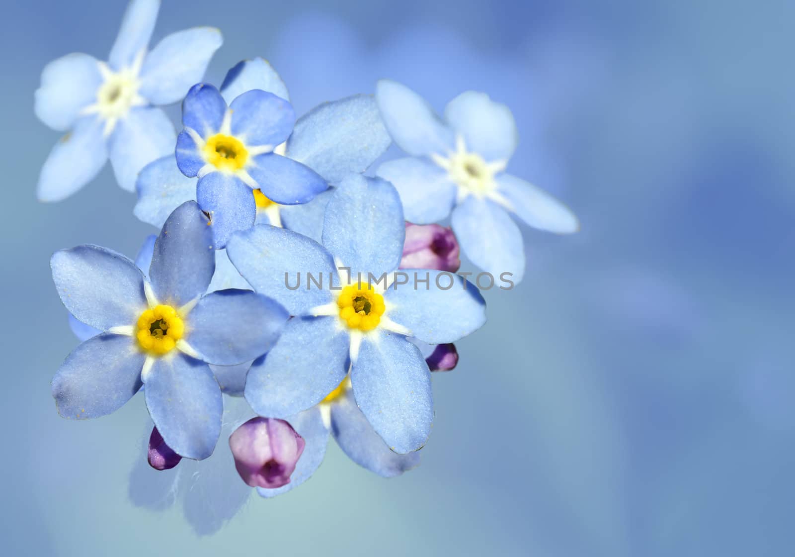 Forget-me-not flower over blue by Mirage3