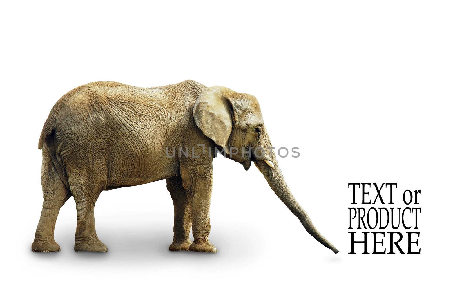 Complete body of African elephant isolated on white background