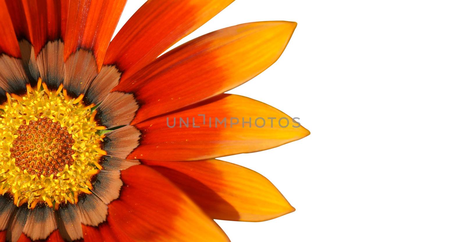 Orange treasure flower over white by Mirage3