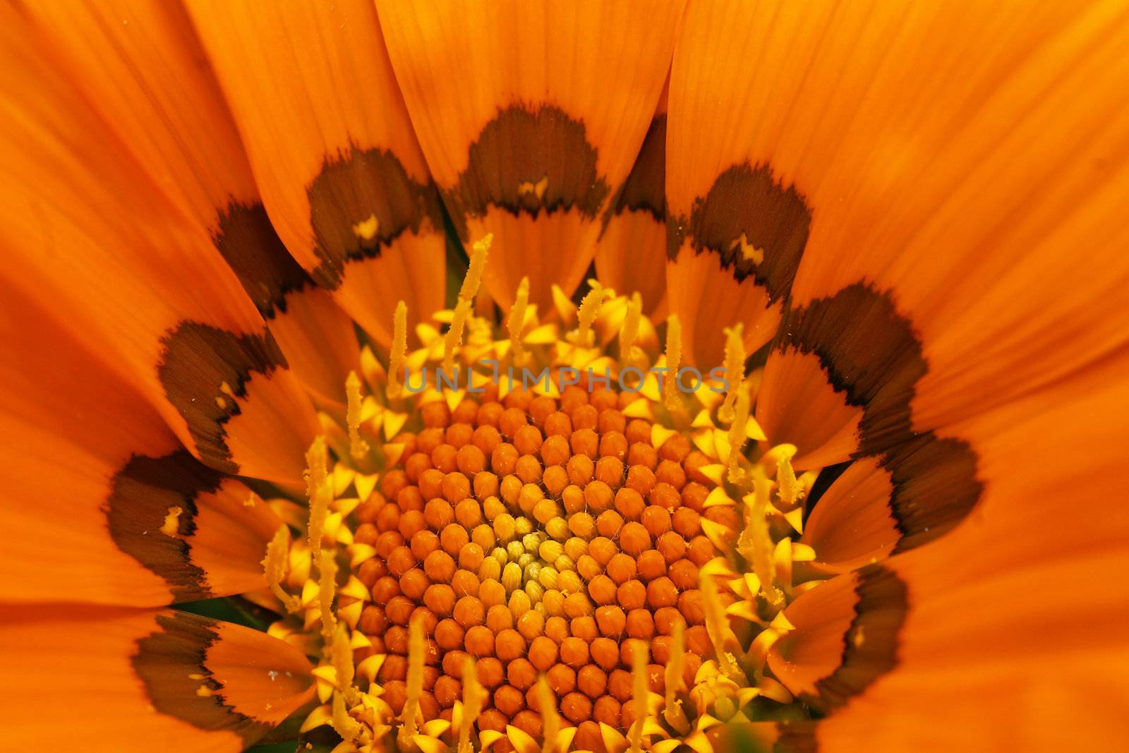 Macro inside of orange flower, gazania, floral background.