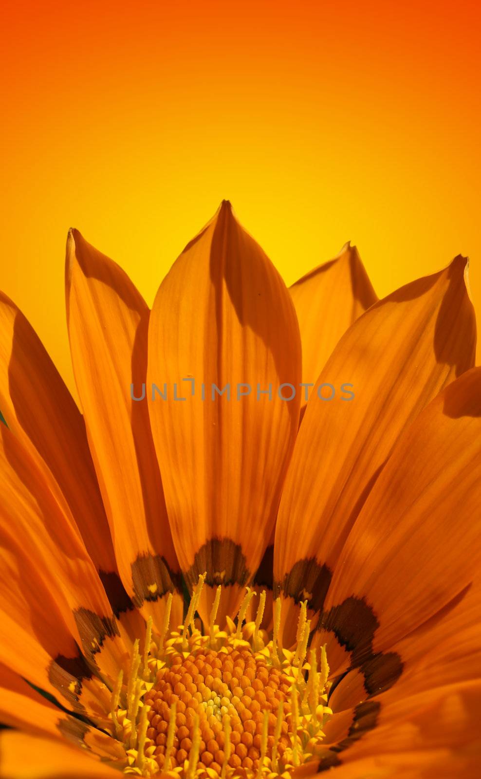 Beautiful bright Gazenia or treasure flower over yellow and orange background