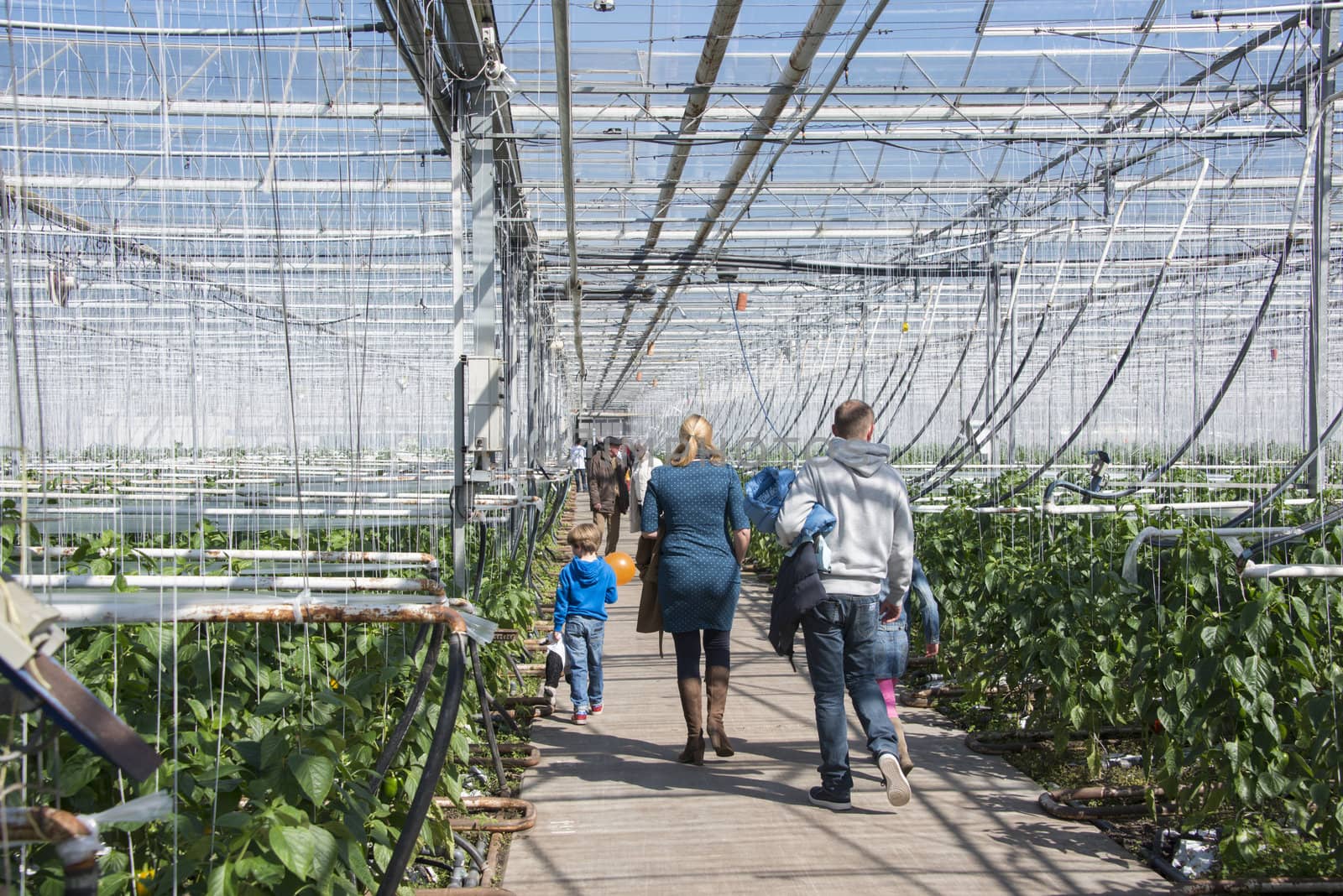 TINTE,HOLL AND - APRIL 06: People looking in paprika greenhouse in Tinte on April 06, 2013 in Tinte,Holland.This possibility is once a year called come in the kas.