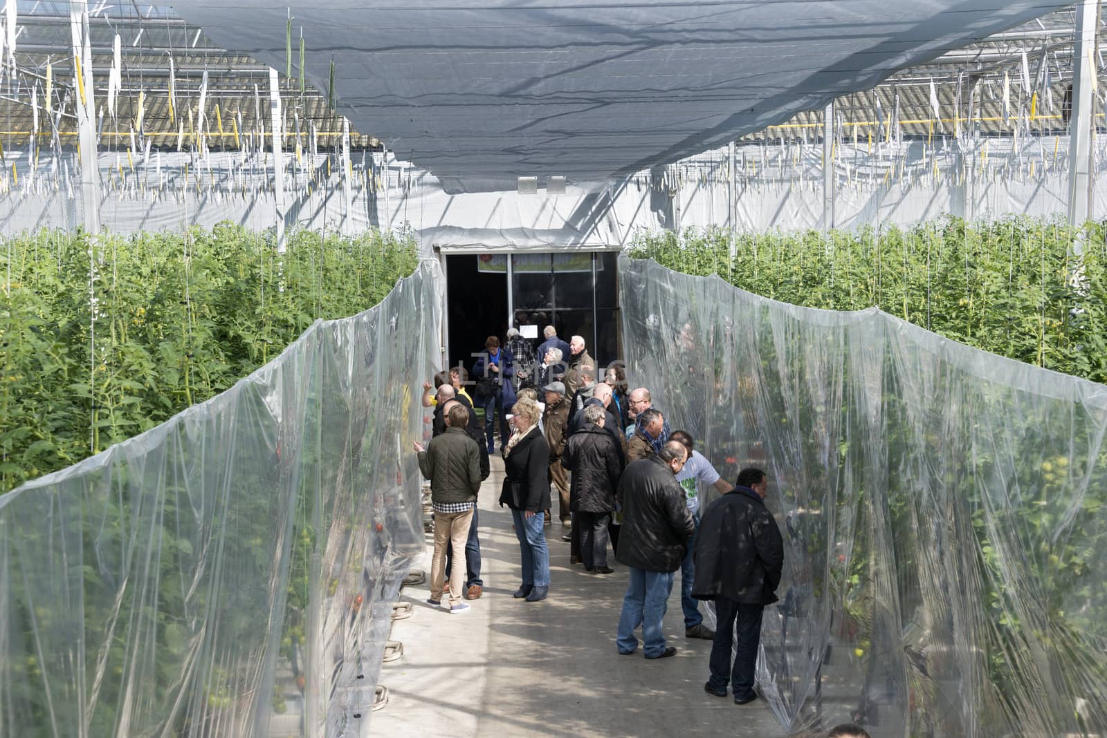 TINTE,HOLL AND - APRIL 06: People looking in tomato greenhouse in Tinte on April 06, 2013 in Tinte,Holland.This possibility is once a year called come in the kas.