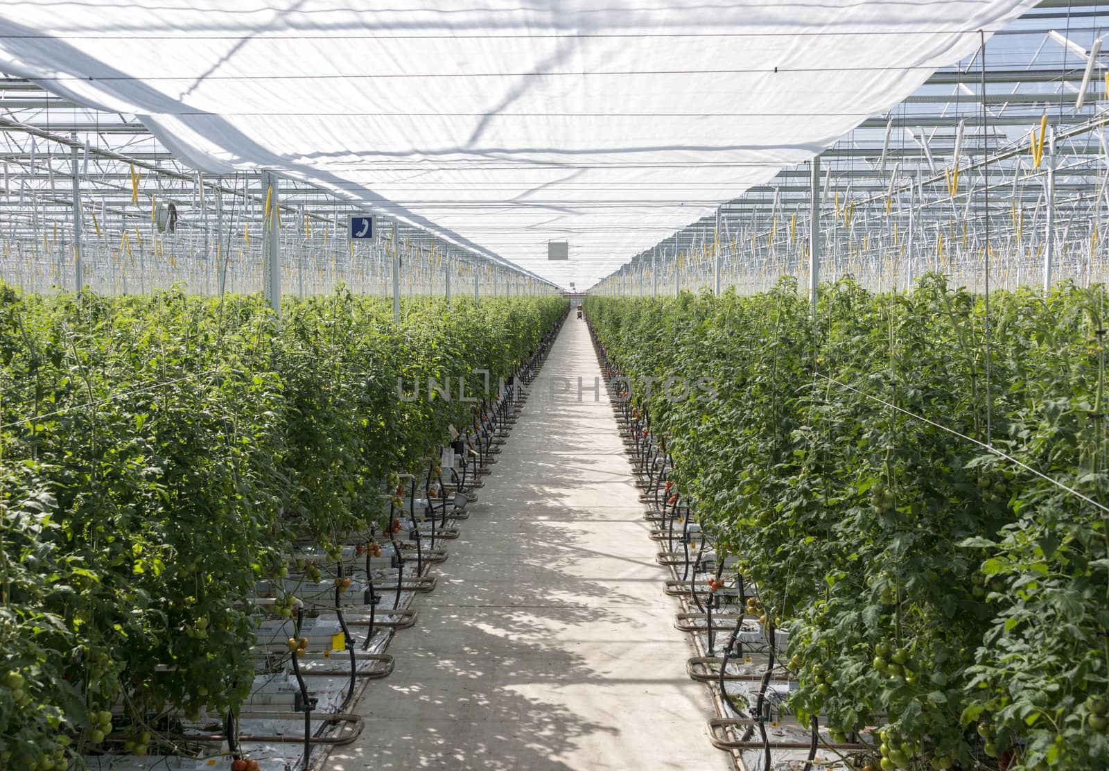 Greenhouse in holland with cultivated tomatos 