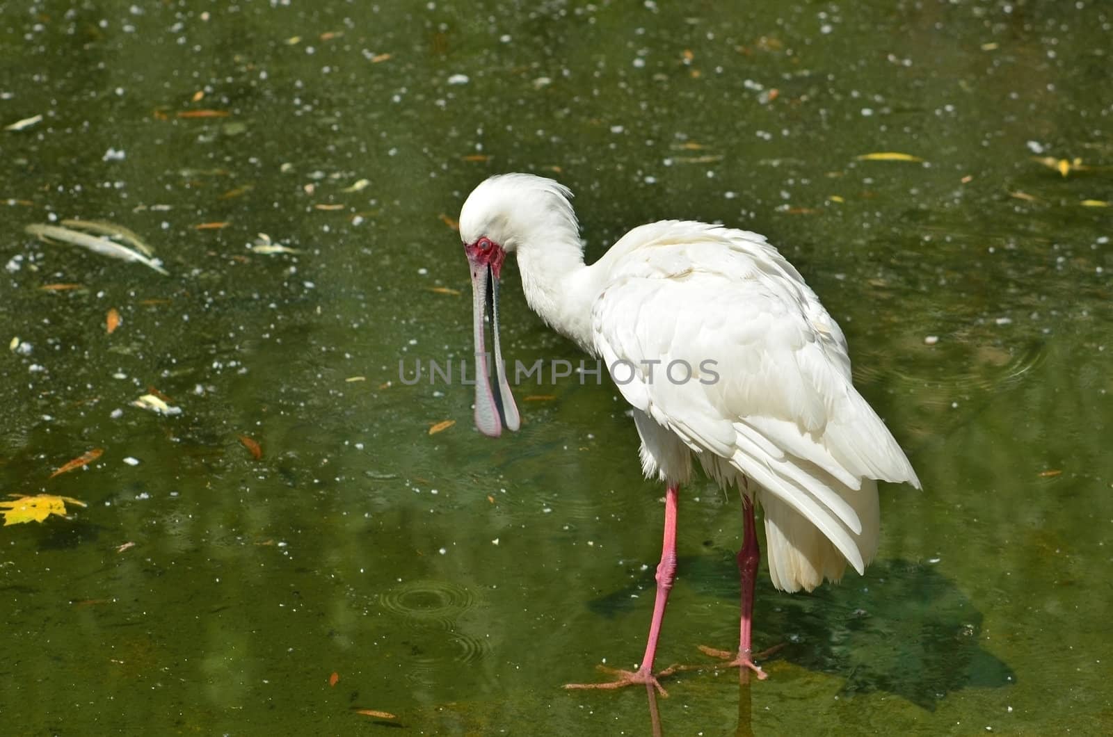 African Spoonbill bird standing in the water