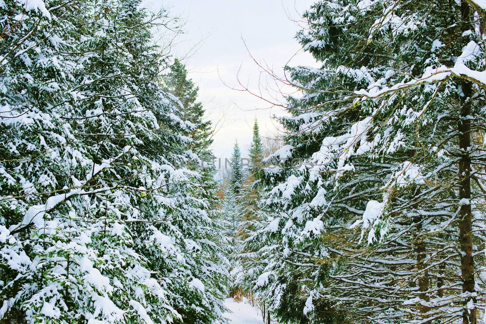 Beautiful HDR landscape of the boreal forest on a cold winter day with coniferous trees covered with snow.