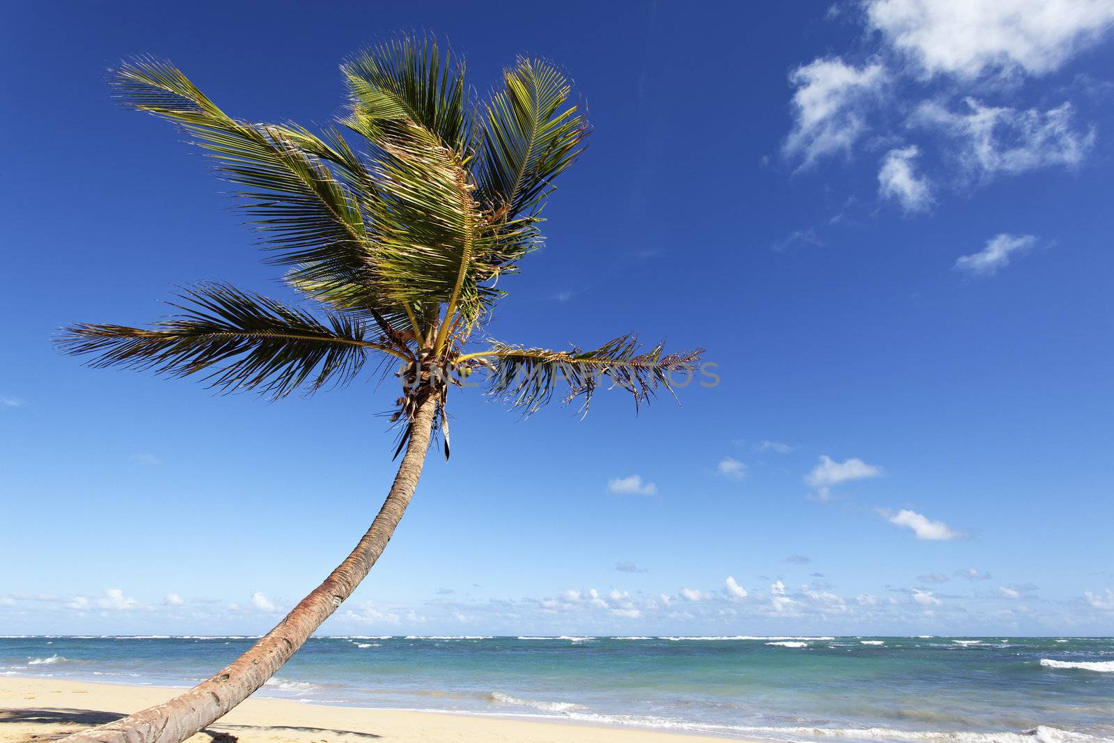 beautiful palm tree on caribbean beach in summer