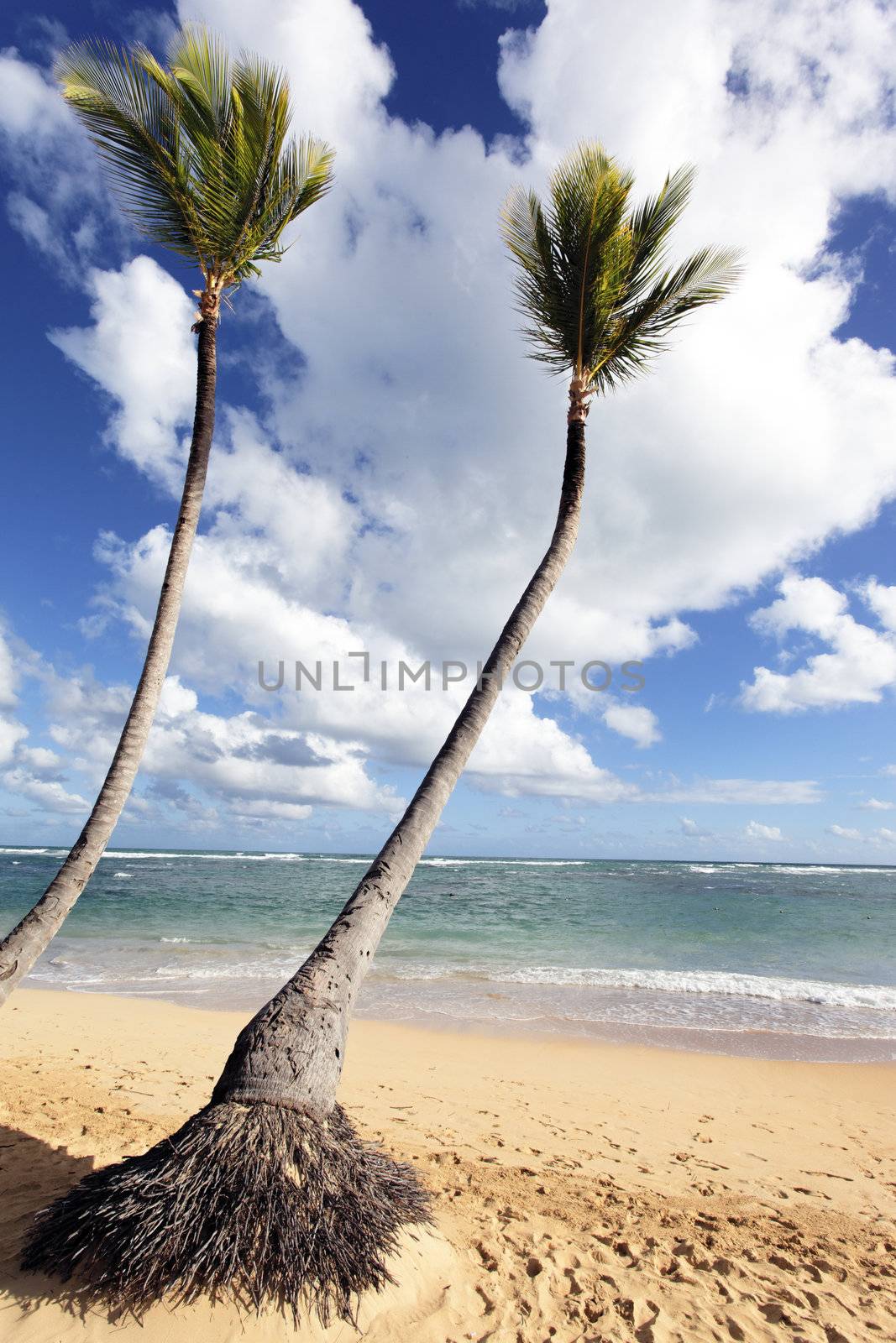 caribbean beach with two palm trees under the sun