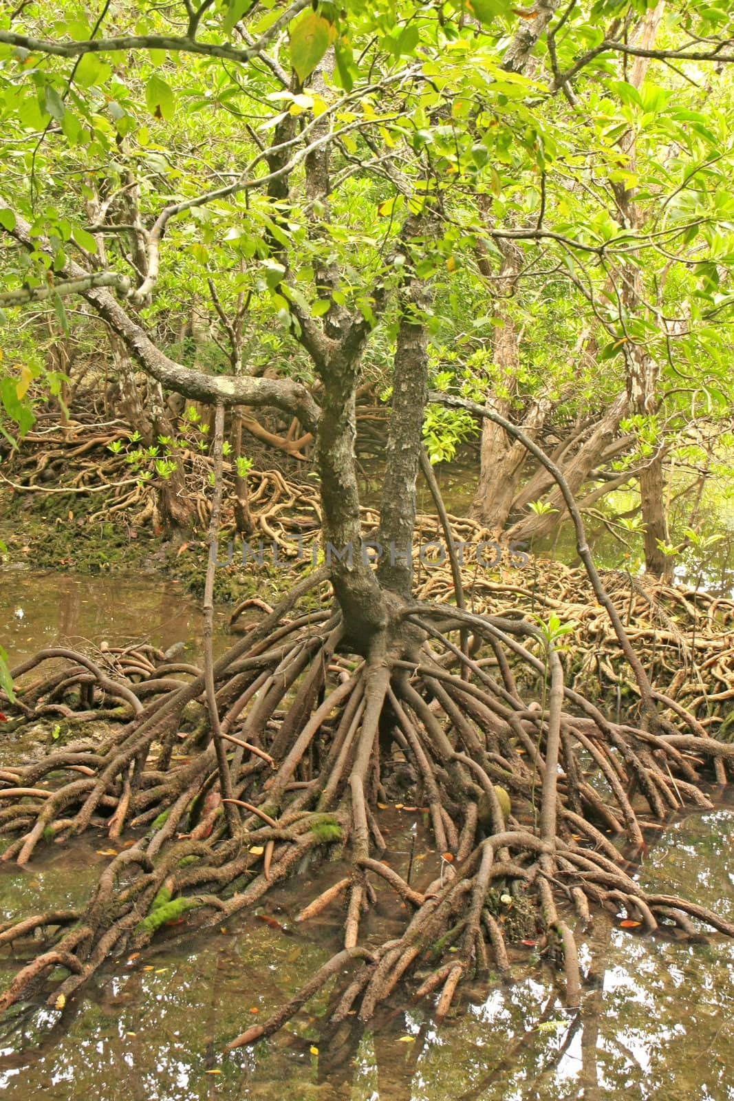 Mangrove tree (Rhizophora sp.) with exposed roots, Southeast Asi by donya_nedomam