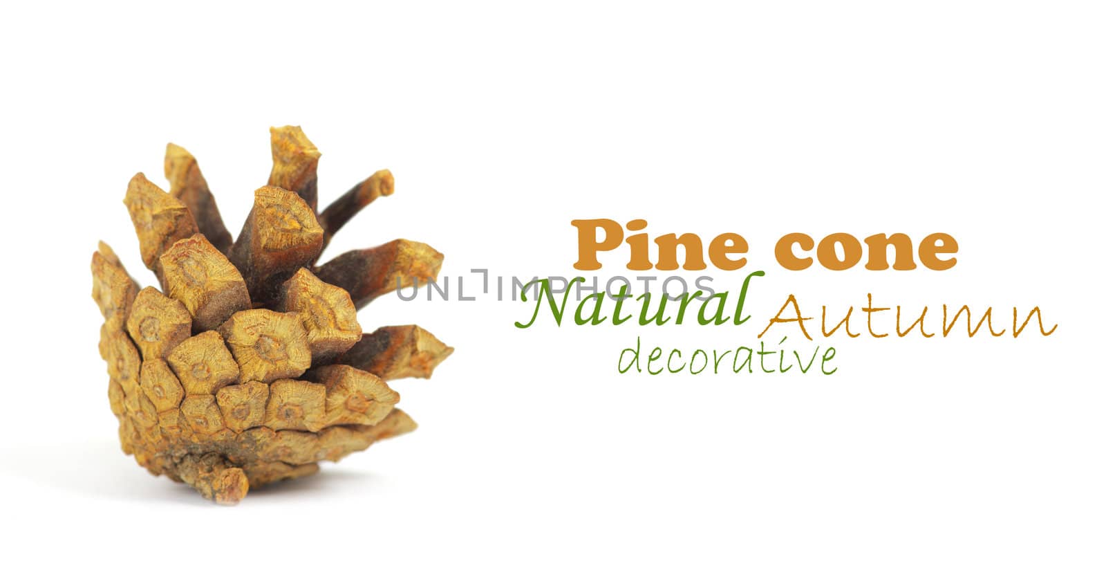 Pine cone isolated on white, clipping path included