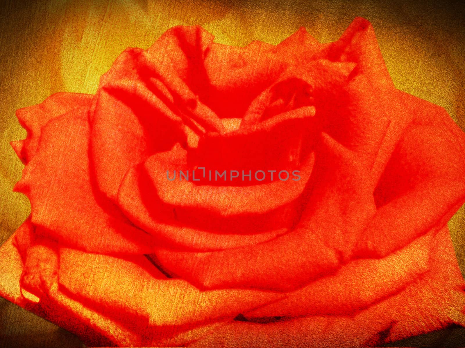 Rose. Retro style.