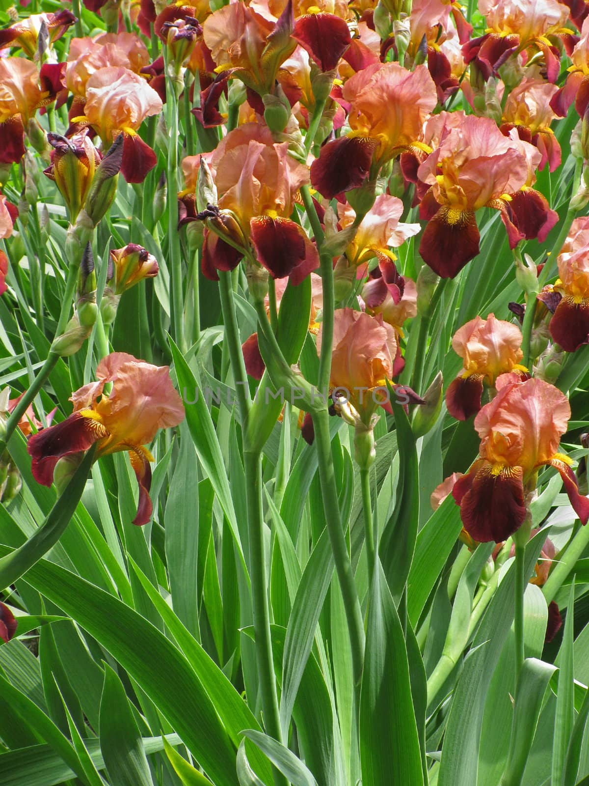 flowerbed with iris flowers