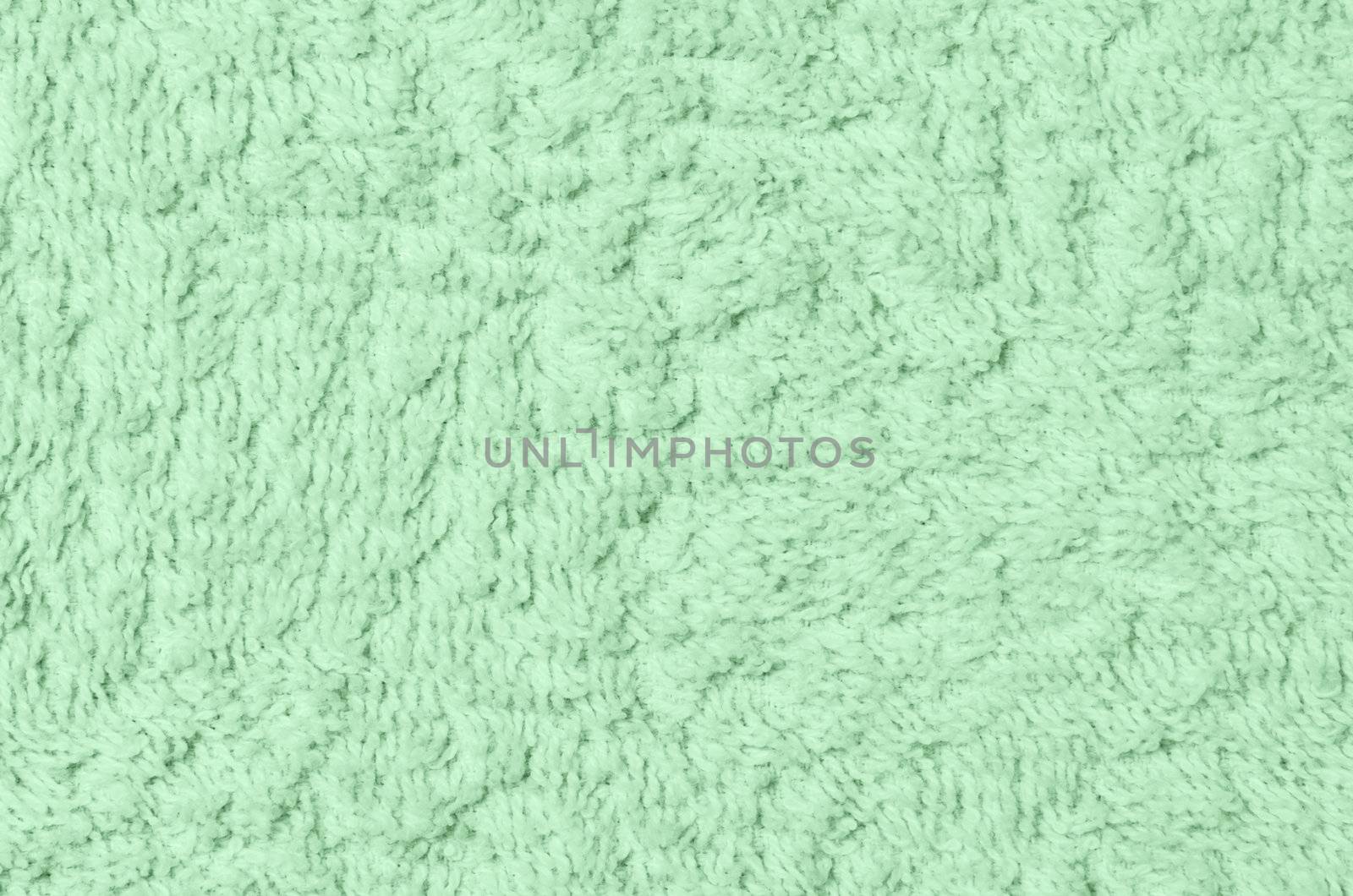 Wool sheep closeup