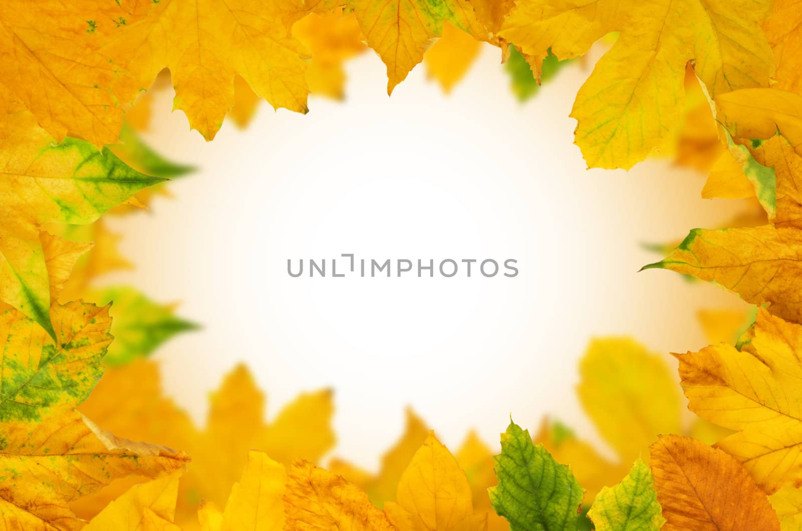 Autumn Maple Leafs