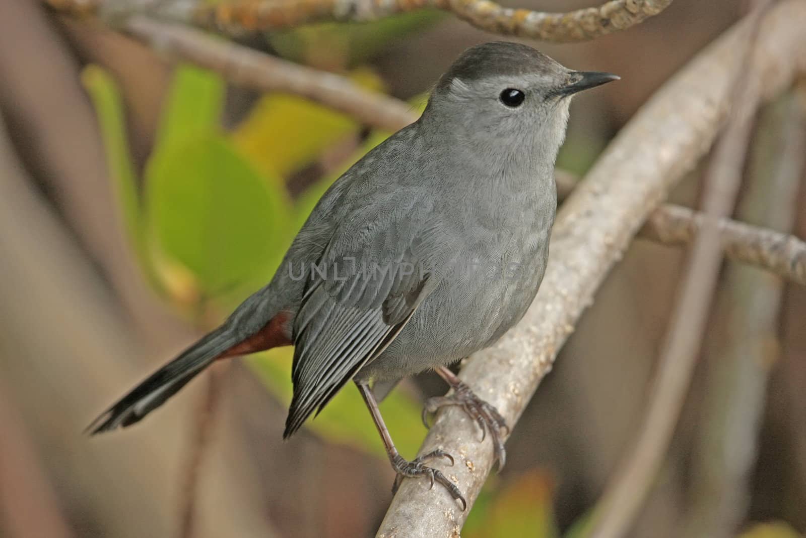 Gray Catbird (Dumetella carolinensis)