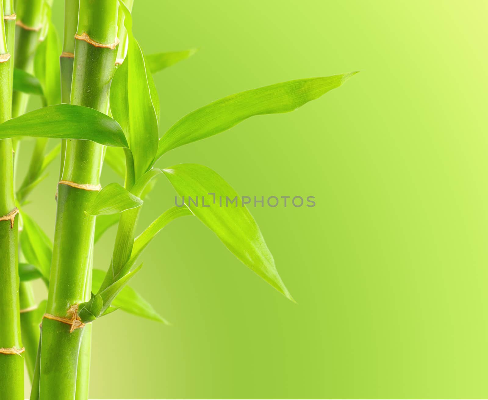 Bamboo background with copy space