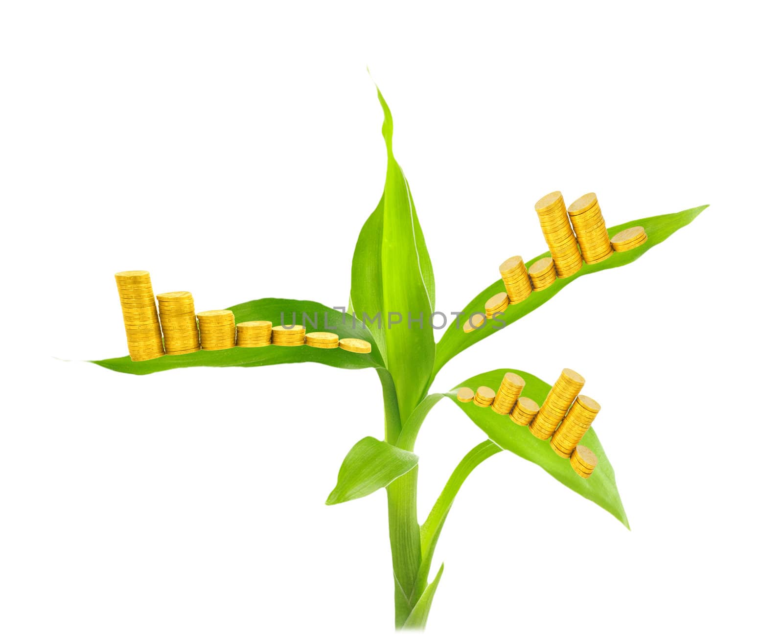 gold coins and plant isolated on white