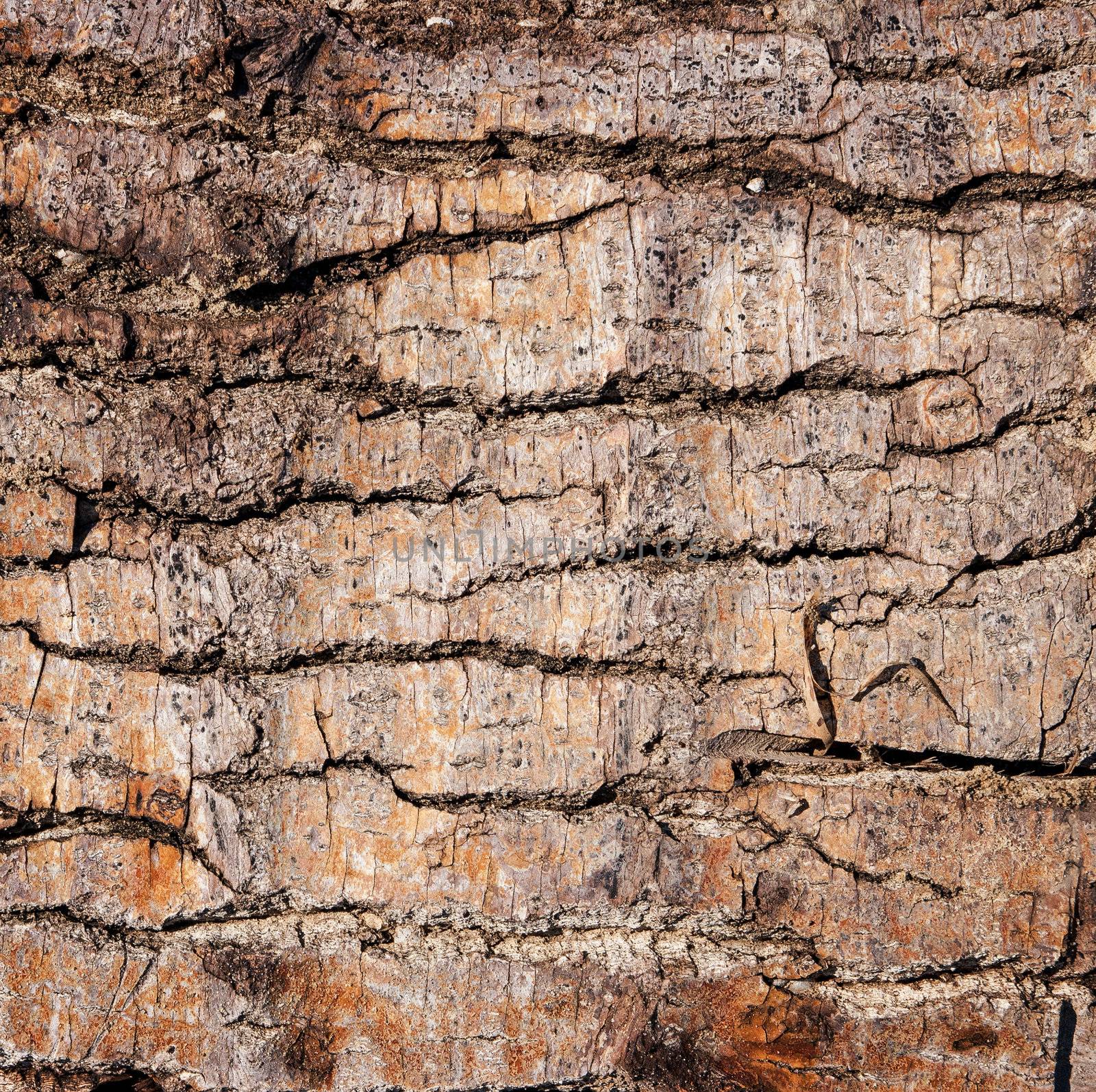 tree bark in the background