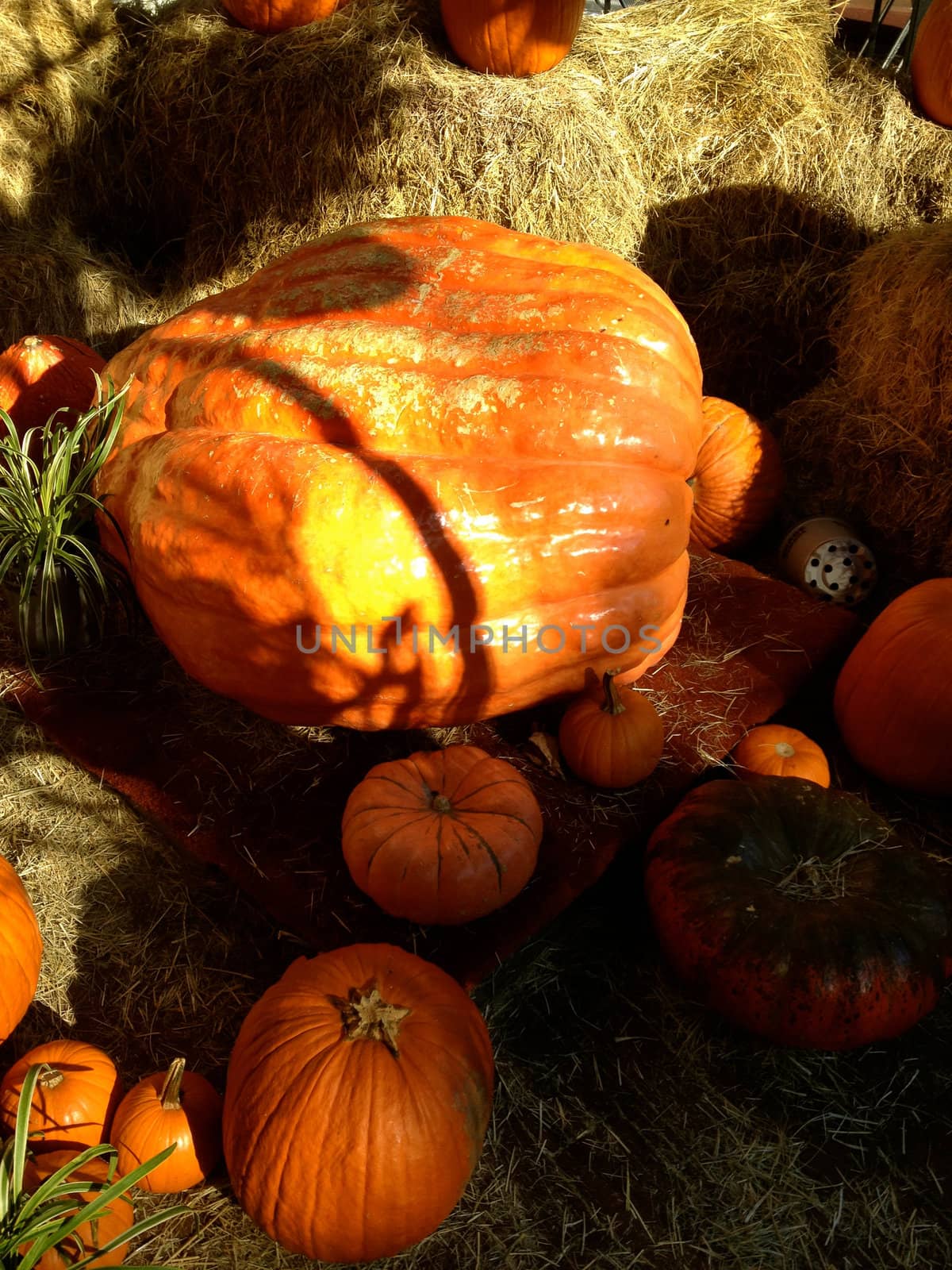 Large Pumpkin by RefocusPhoto