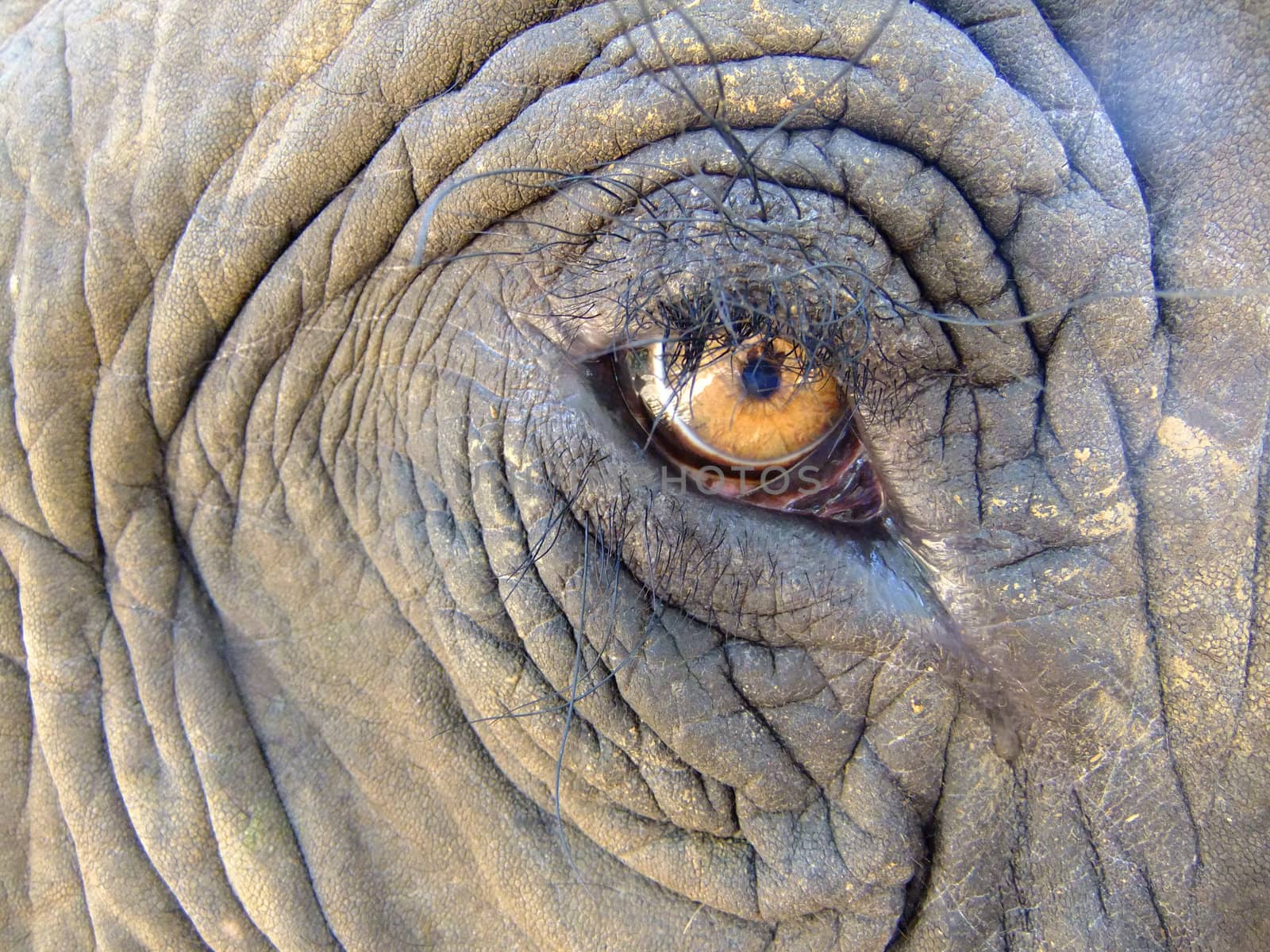 Eye of an elephant (Elephas maximus)